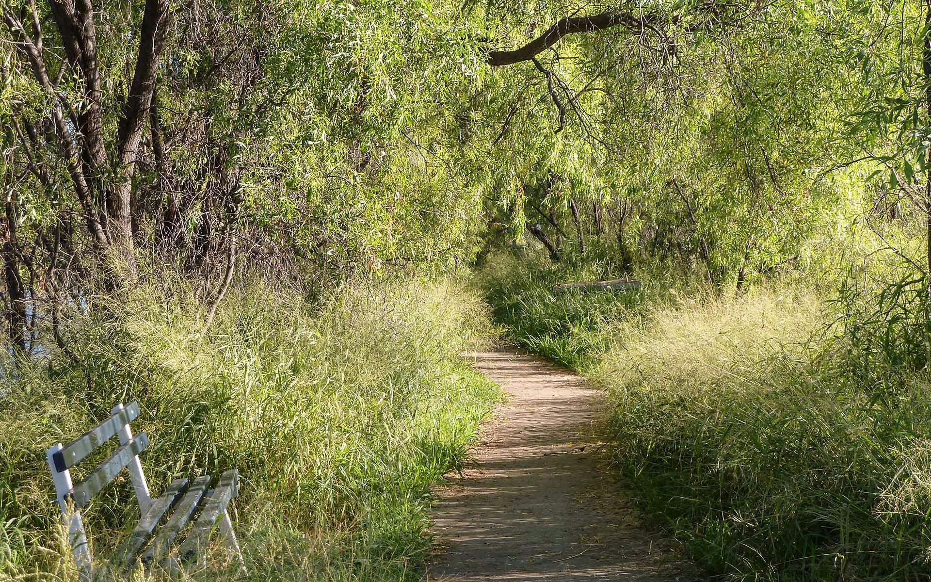 A pathway through a bush