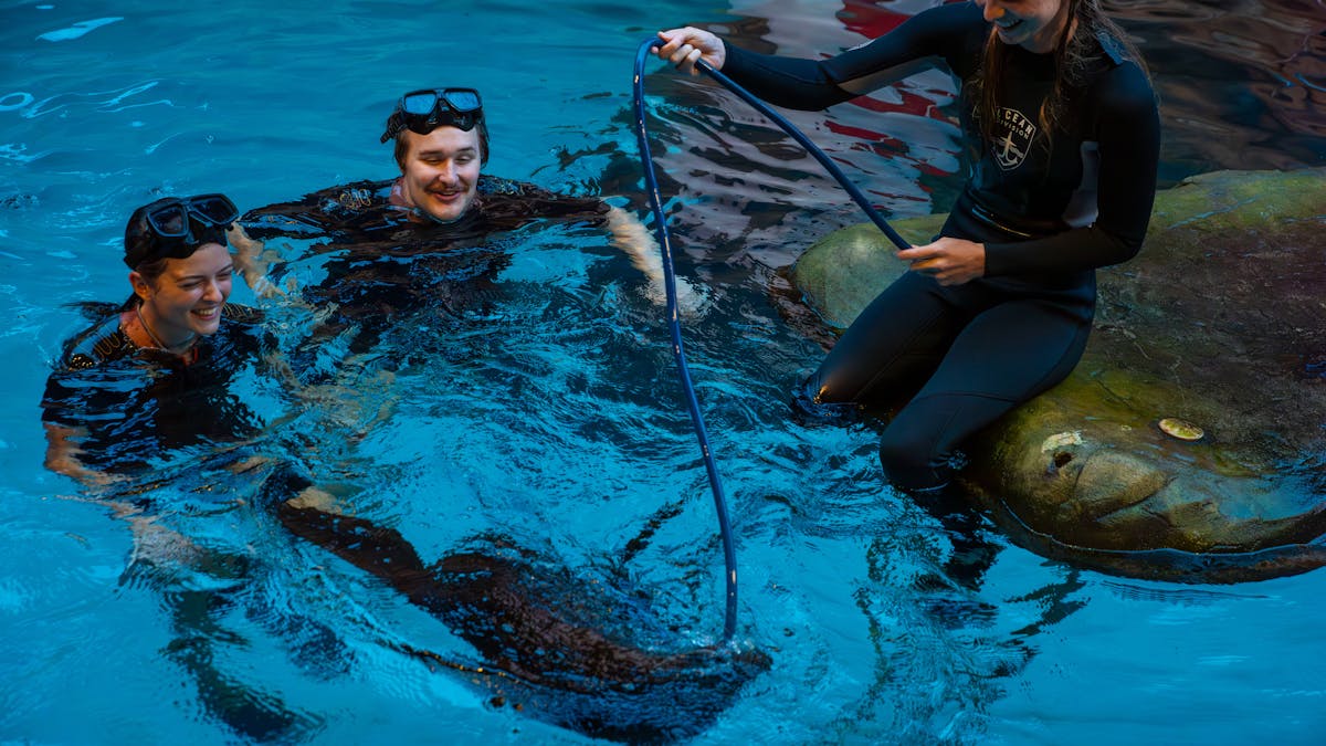 Seal Swim experience at SEA LIFE Sunshine Coast
