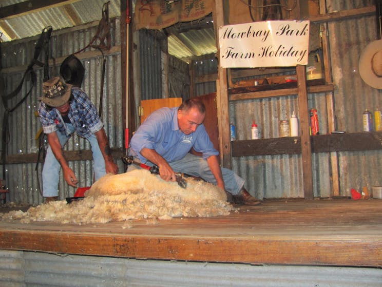 Sheep Shearing - Mowbray Park farm