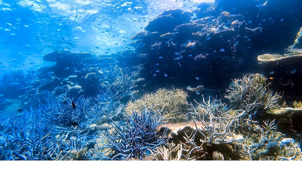 Remote Area Dive