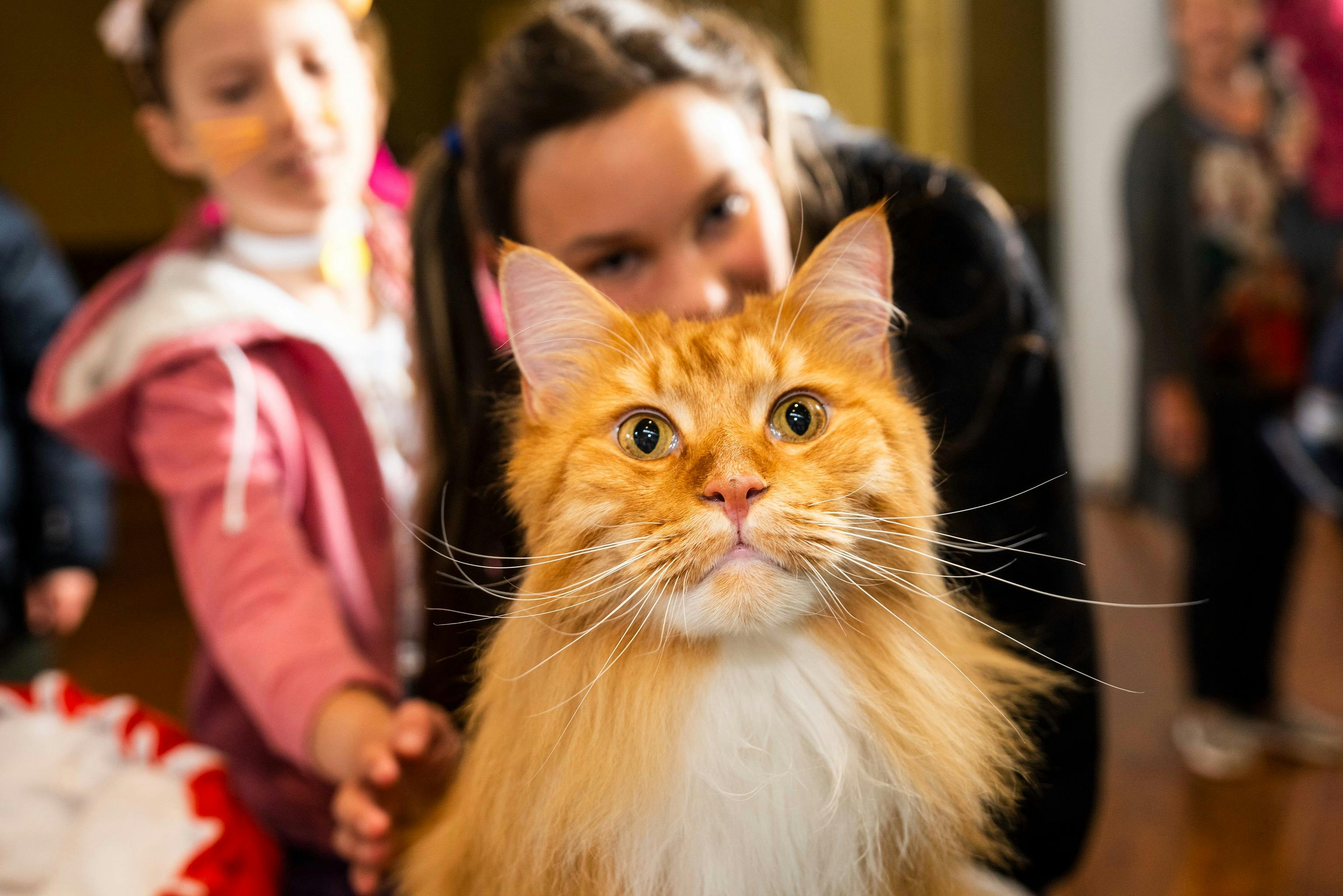 Cat Lovers Festival Melbourne