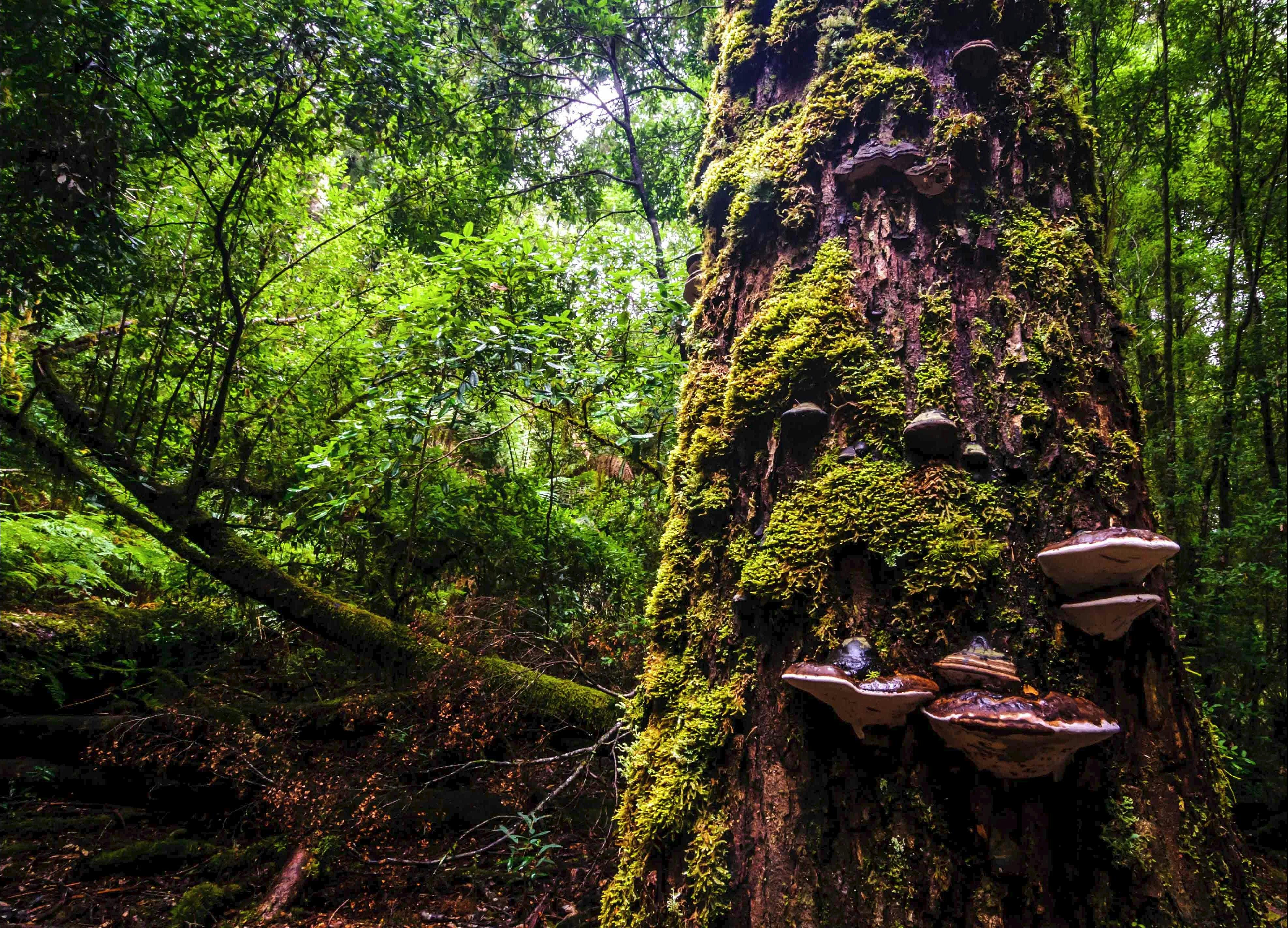 Tarkine Wilderness Walks