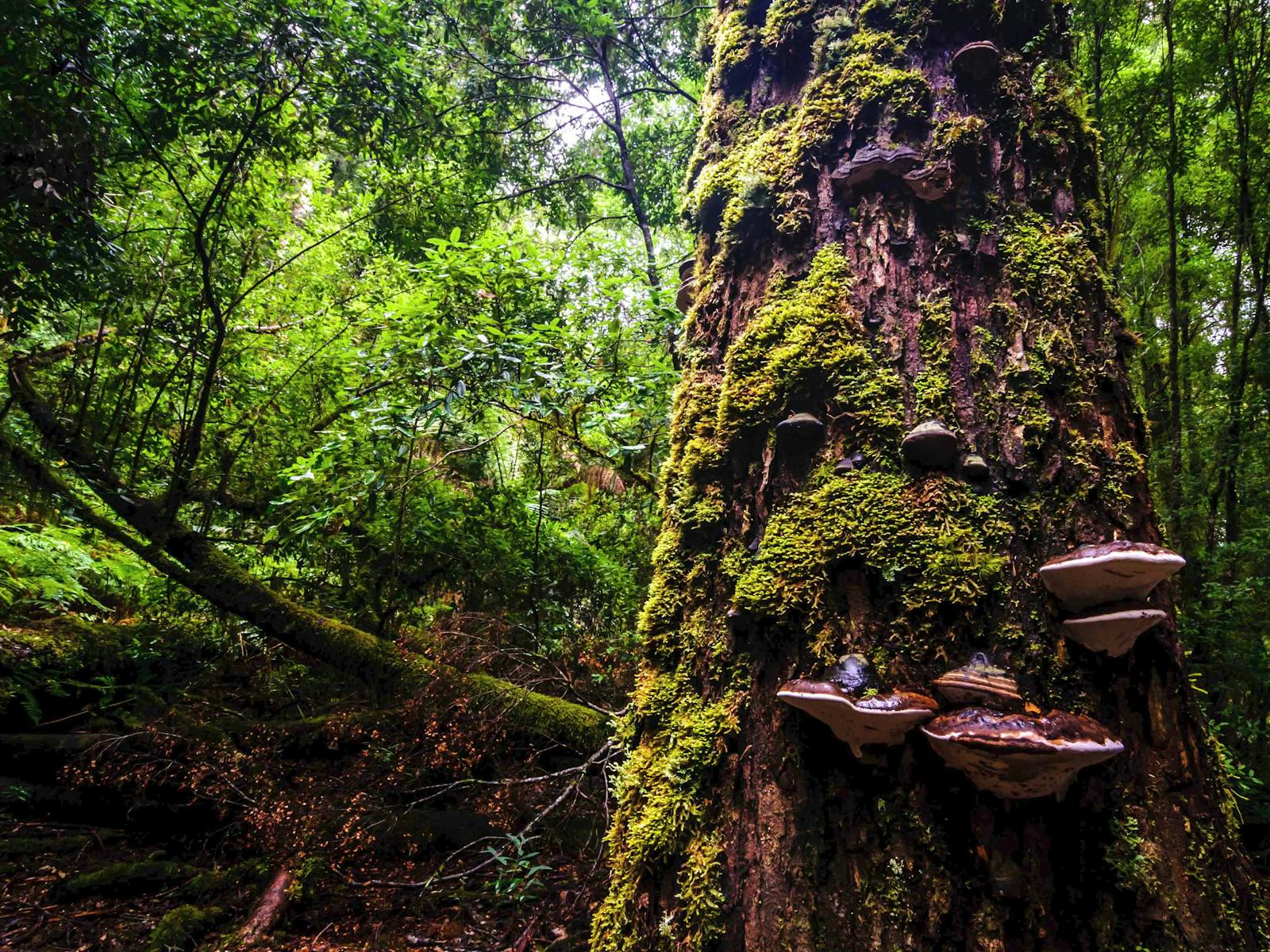 Rainforest4