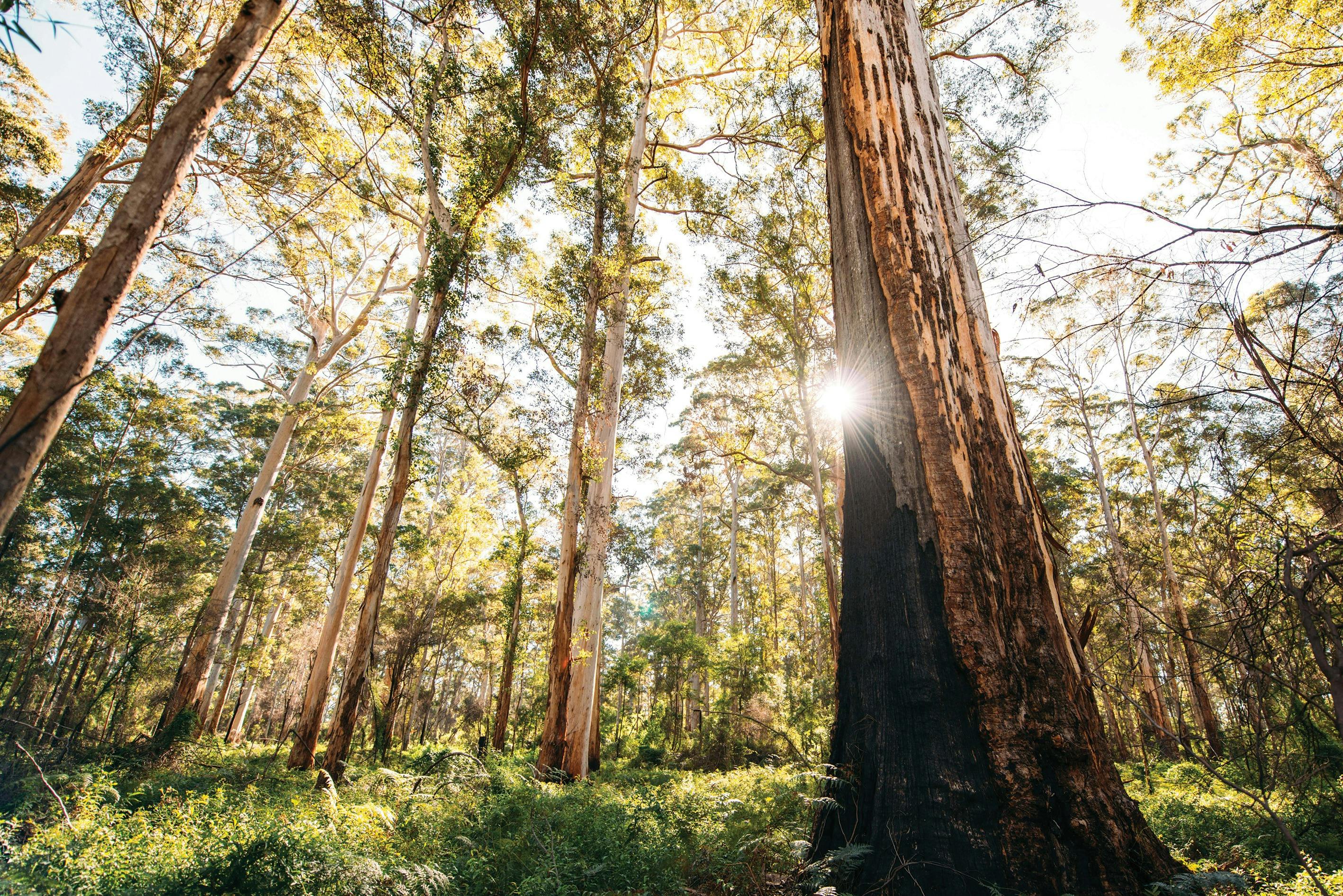 Boranup Forest