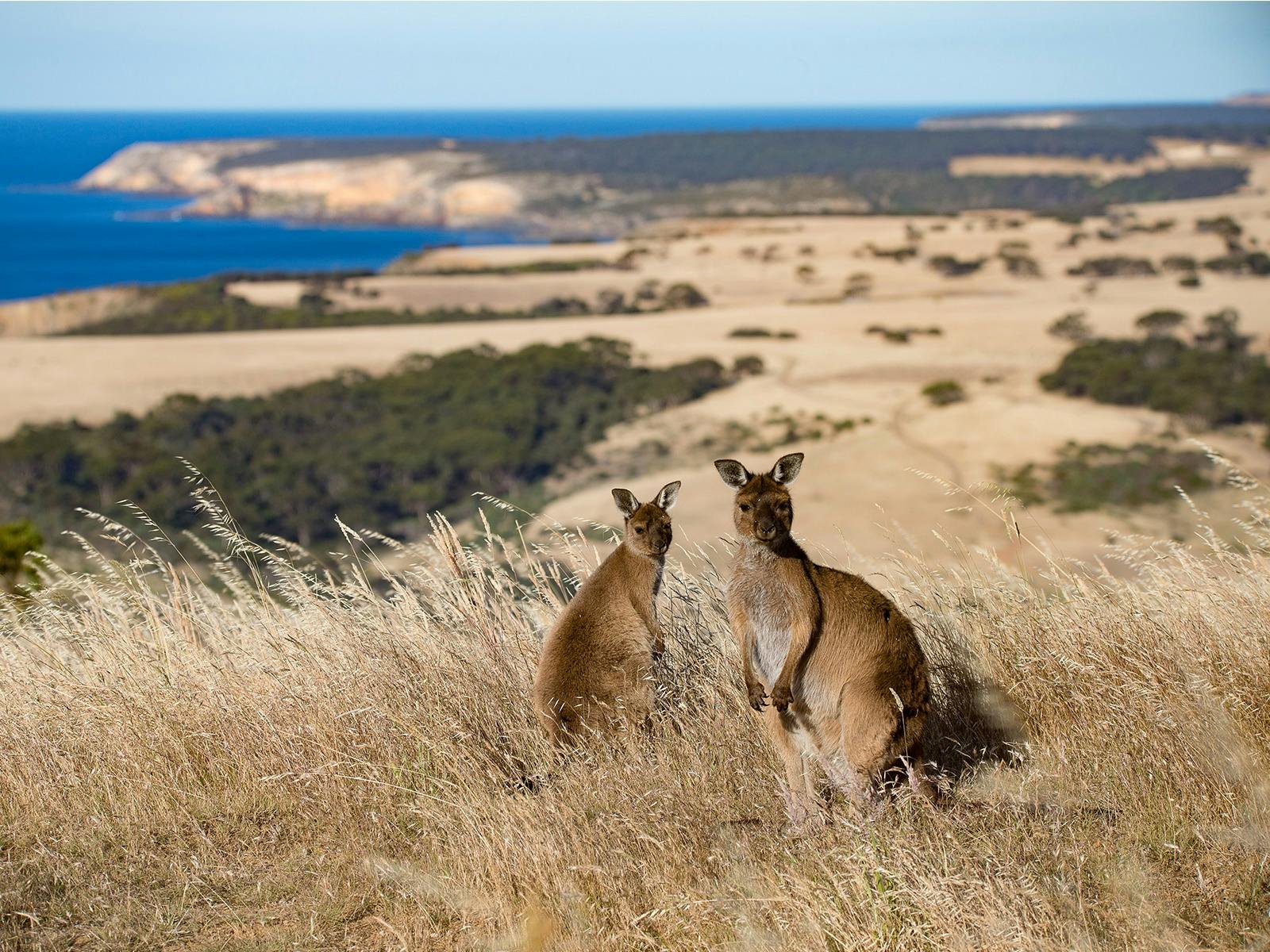 Relax and enjoy sunset drinks alongside the friendly kangaroos at Lucky Bay.