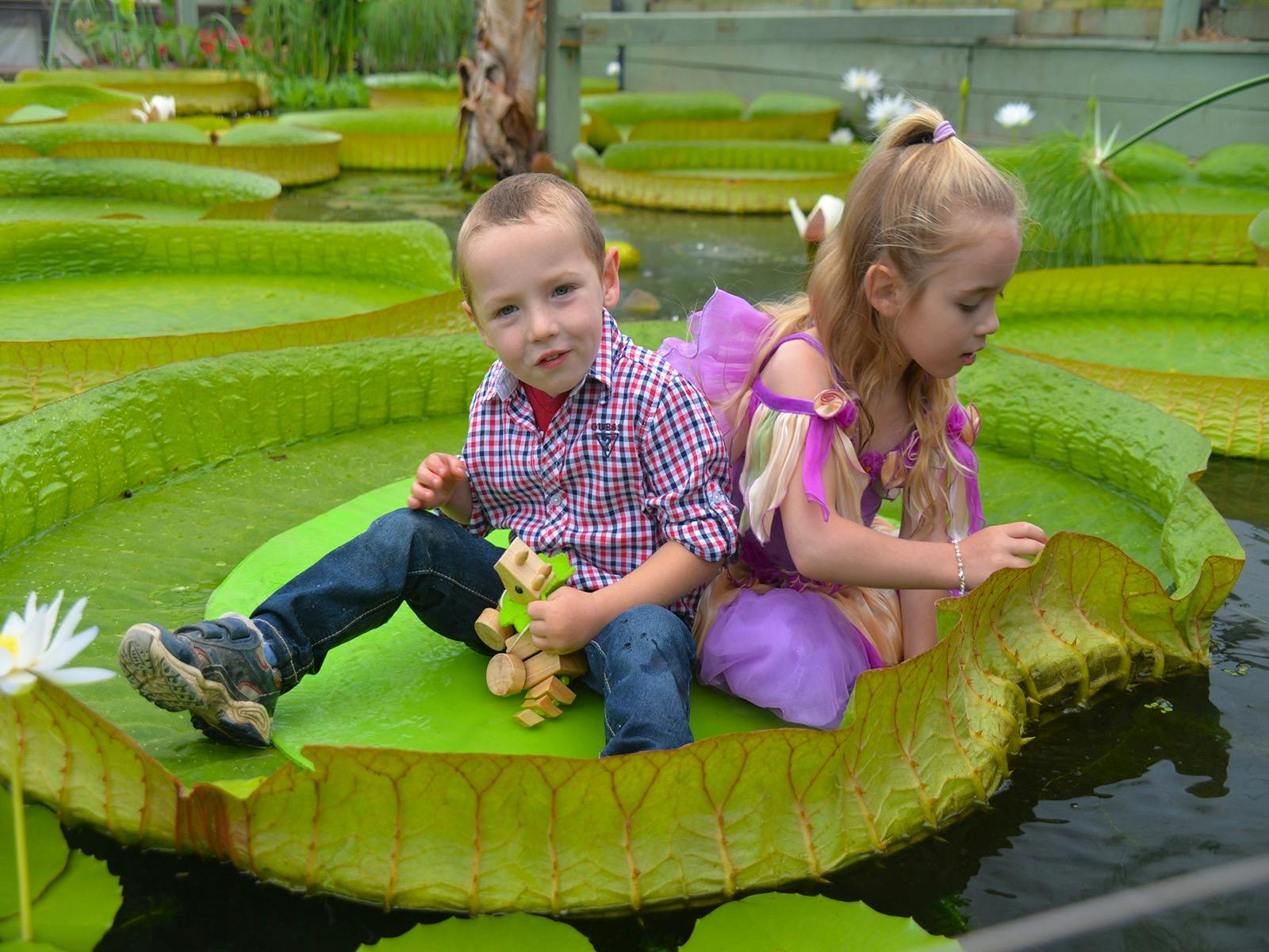 Giant Waterlilies