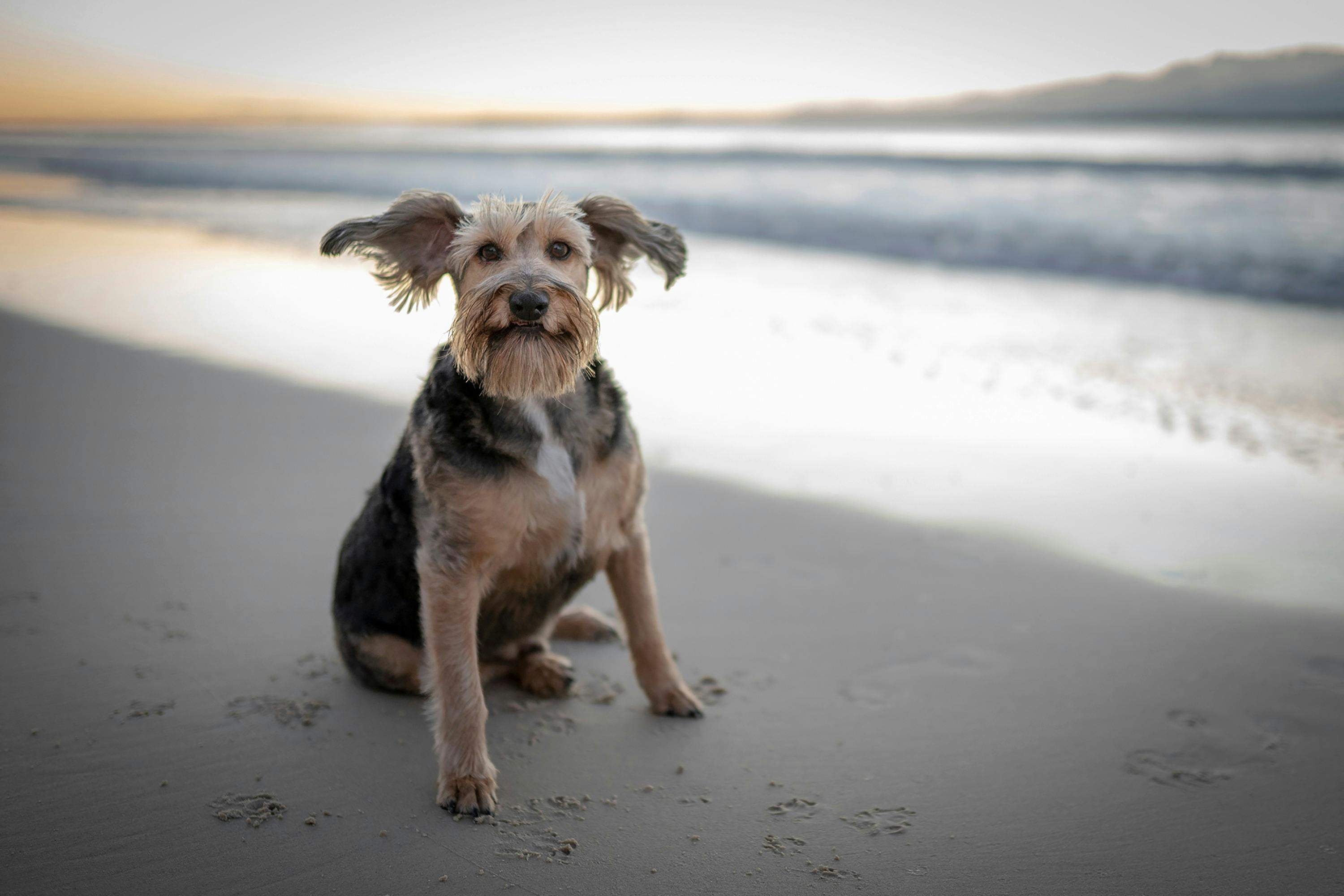 Pet Photography Shoalhaven