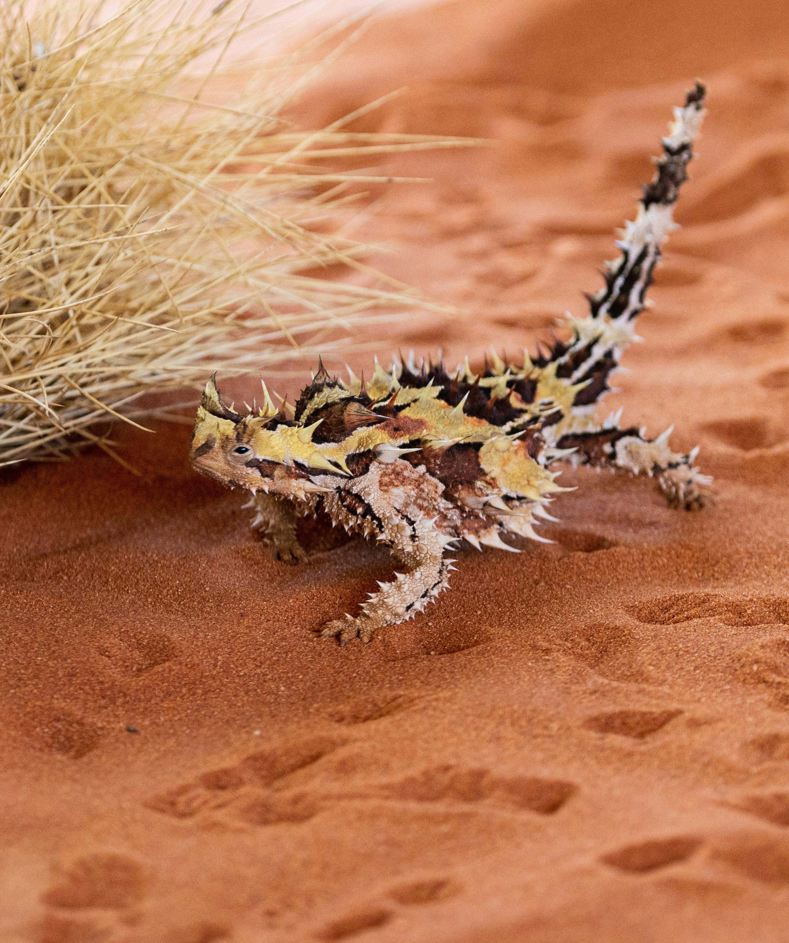 Uluru To Alice Photography Tours