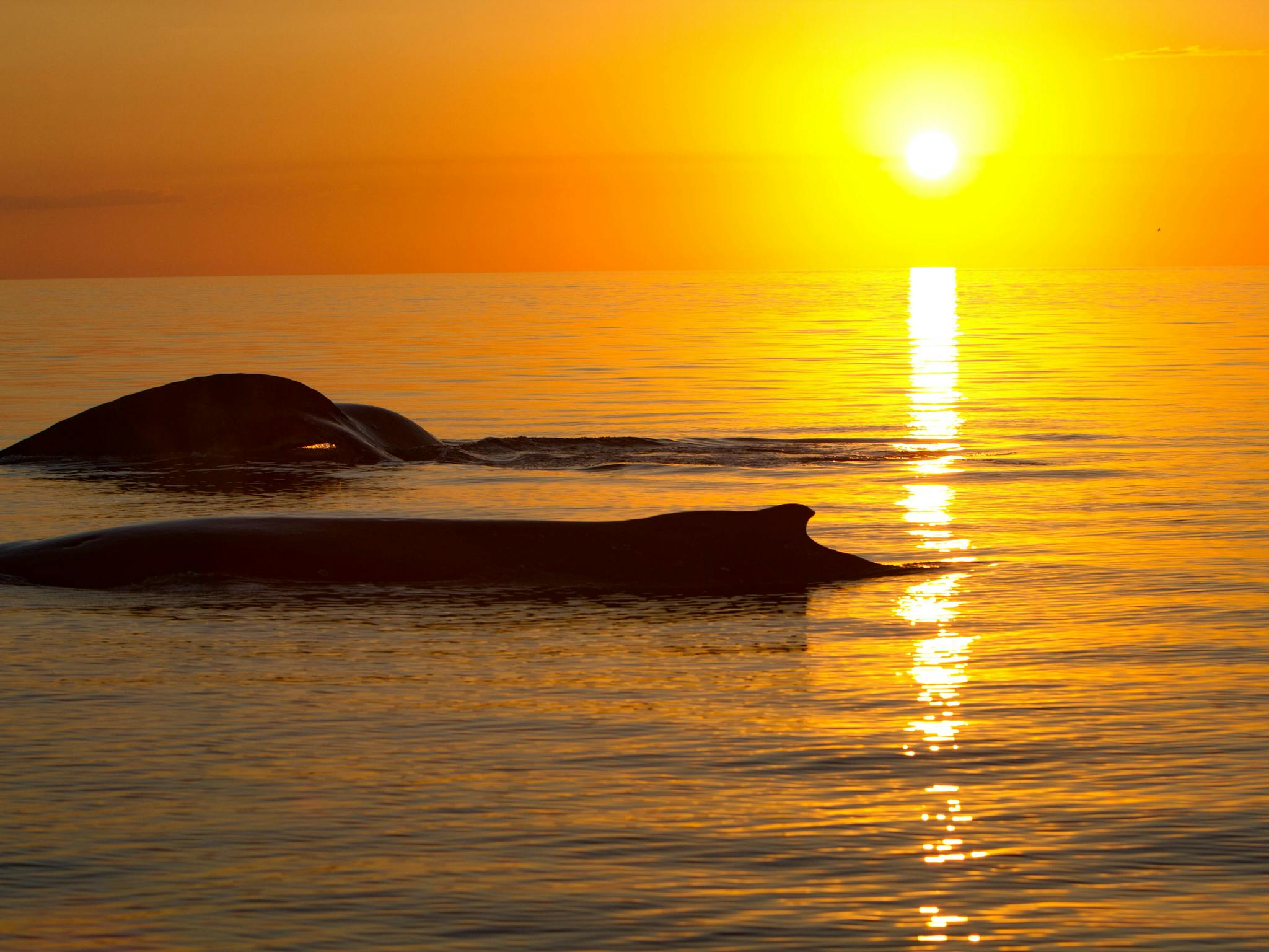 Humpback Sunset Humpback Sunset