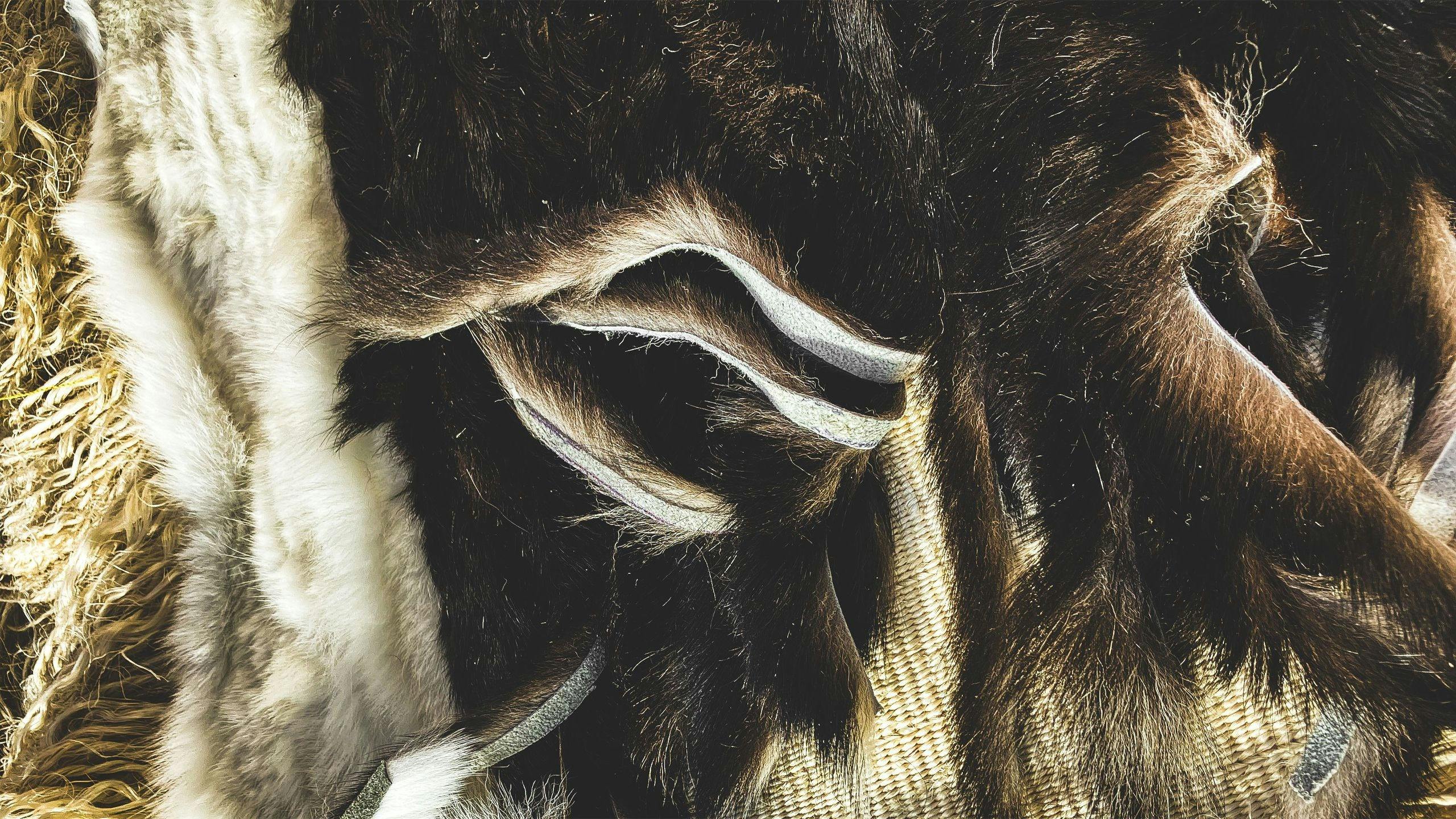 Details of the Kahu Kurī. Image: Keren Ruki
