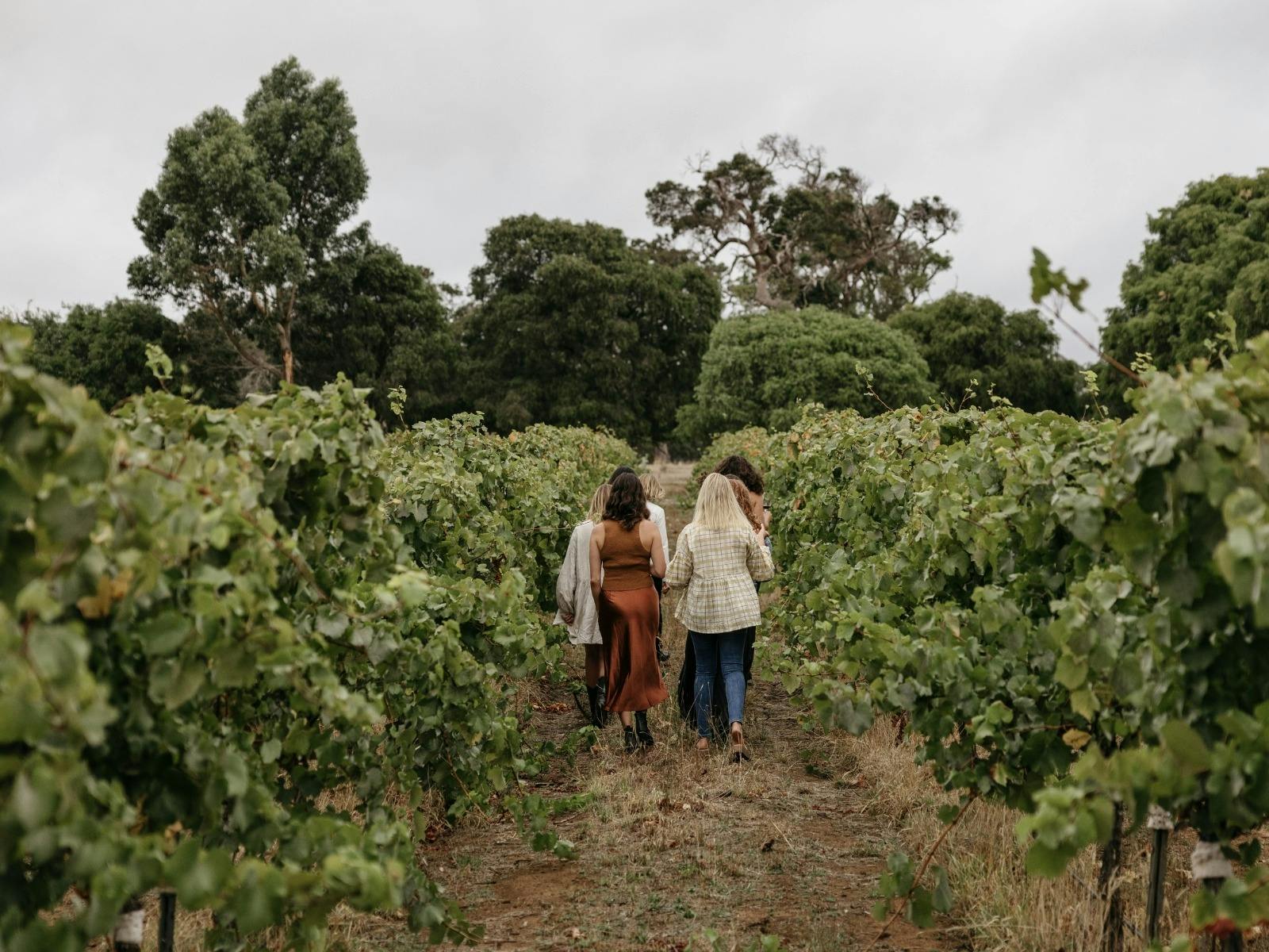 A group of female tourists strolling through a vineyard, enjoying a tasting of local wines