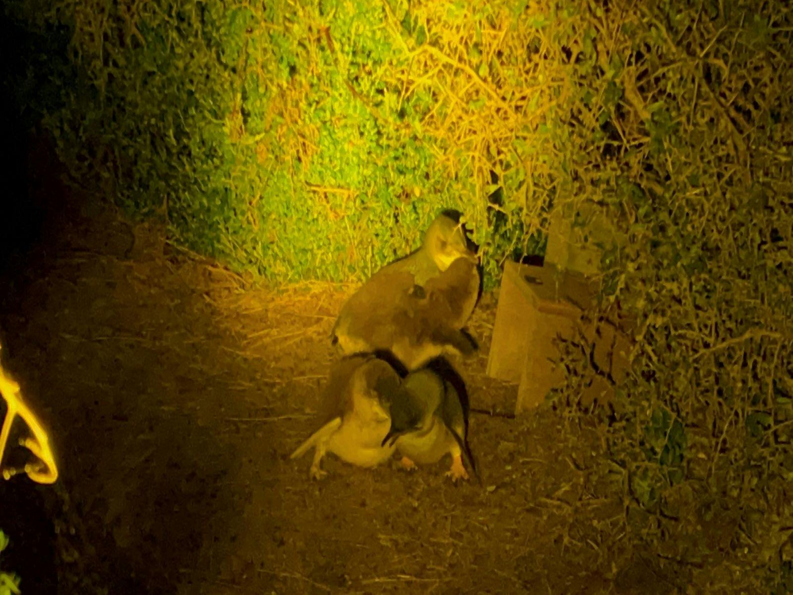 Two adult penguins feeding two baby penguins