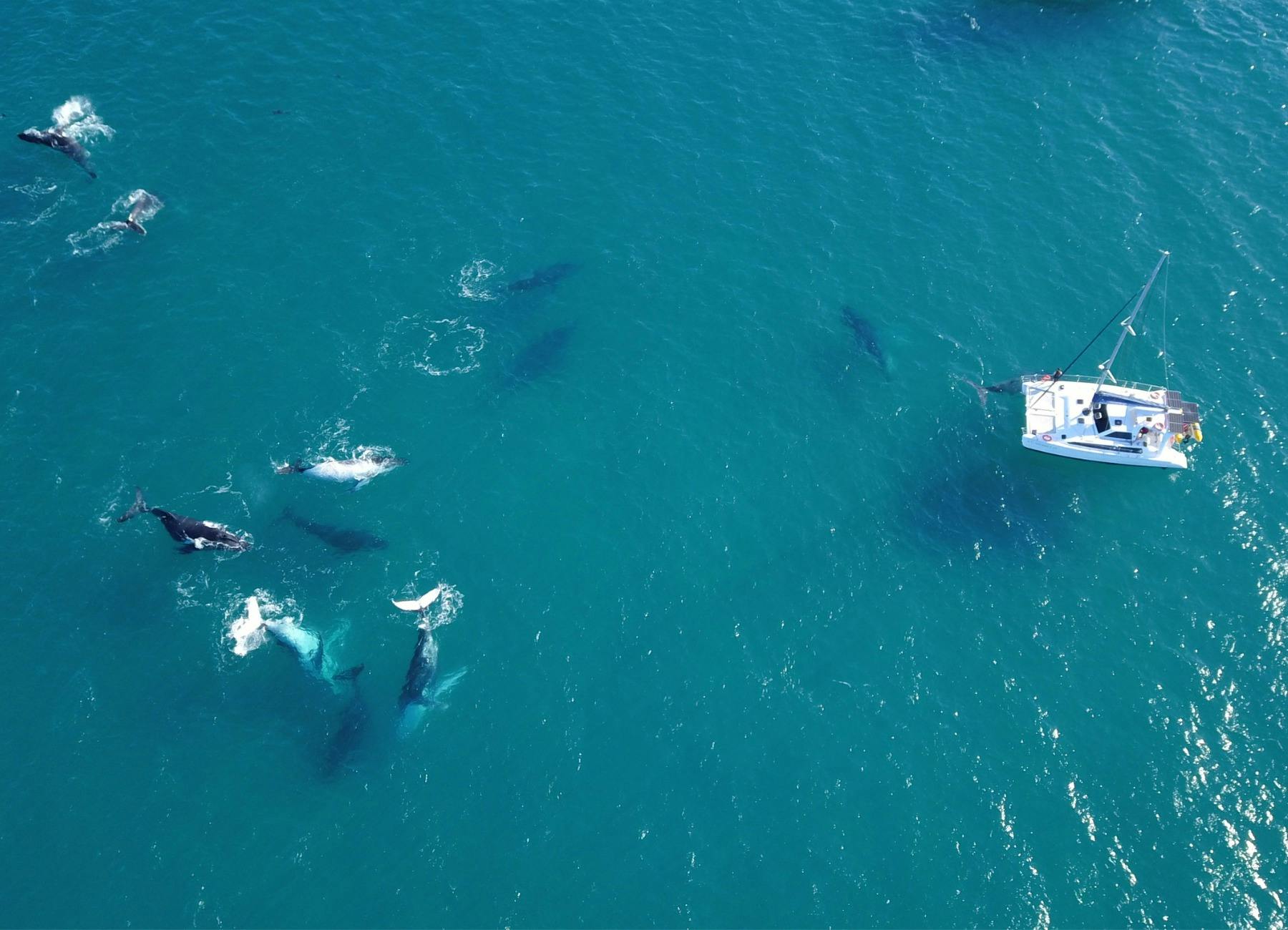 Hervey Bay: Overnight Skippered Whale Watching Charter - Cabin Hire