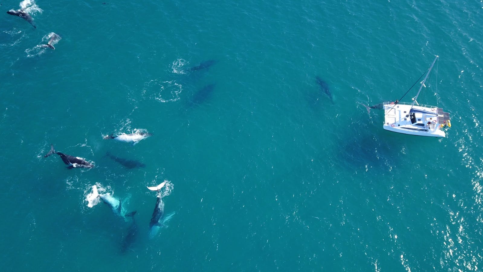 Up-close whale encounter - pod of whales swim in front of the catamaran Up-close whale encounter - pod of whales swim in front of the catamaran