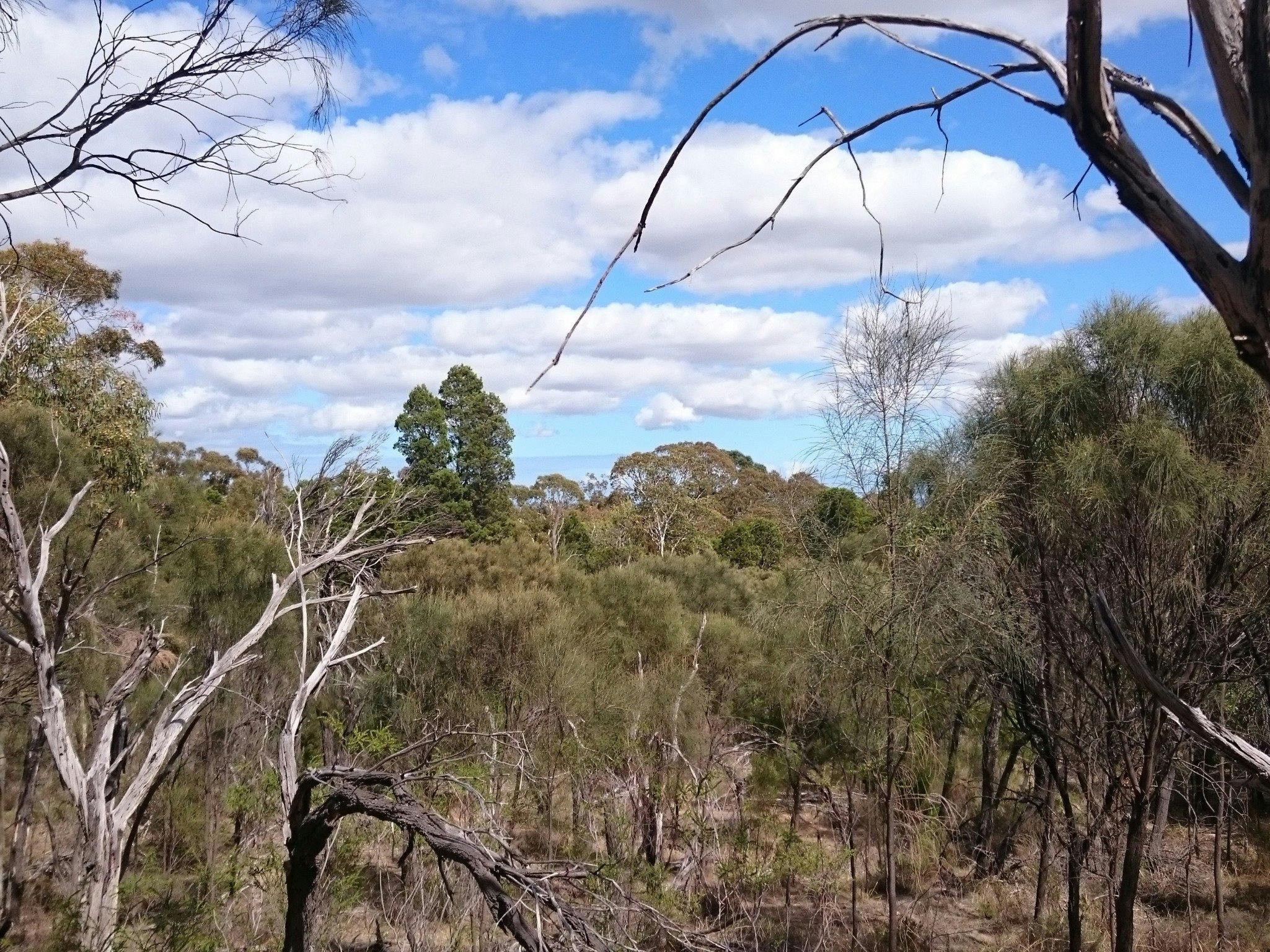 Angove Conservation Park