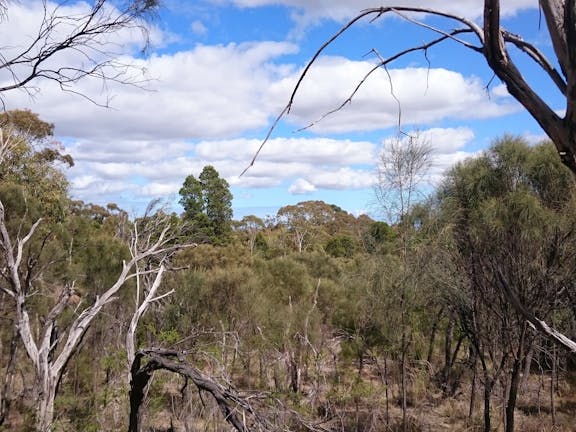 Angove Conservation Park