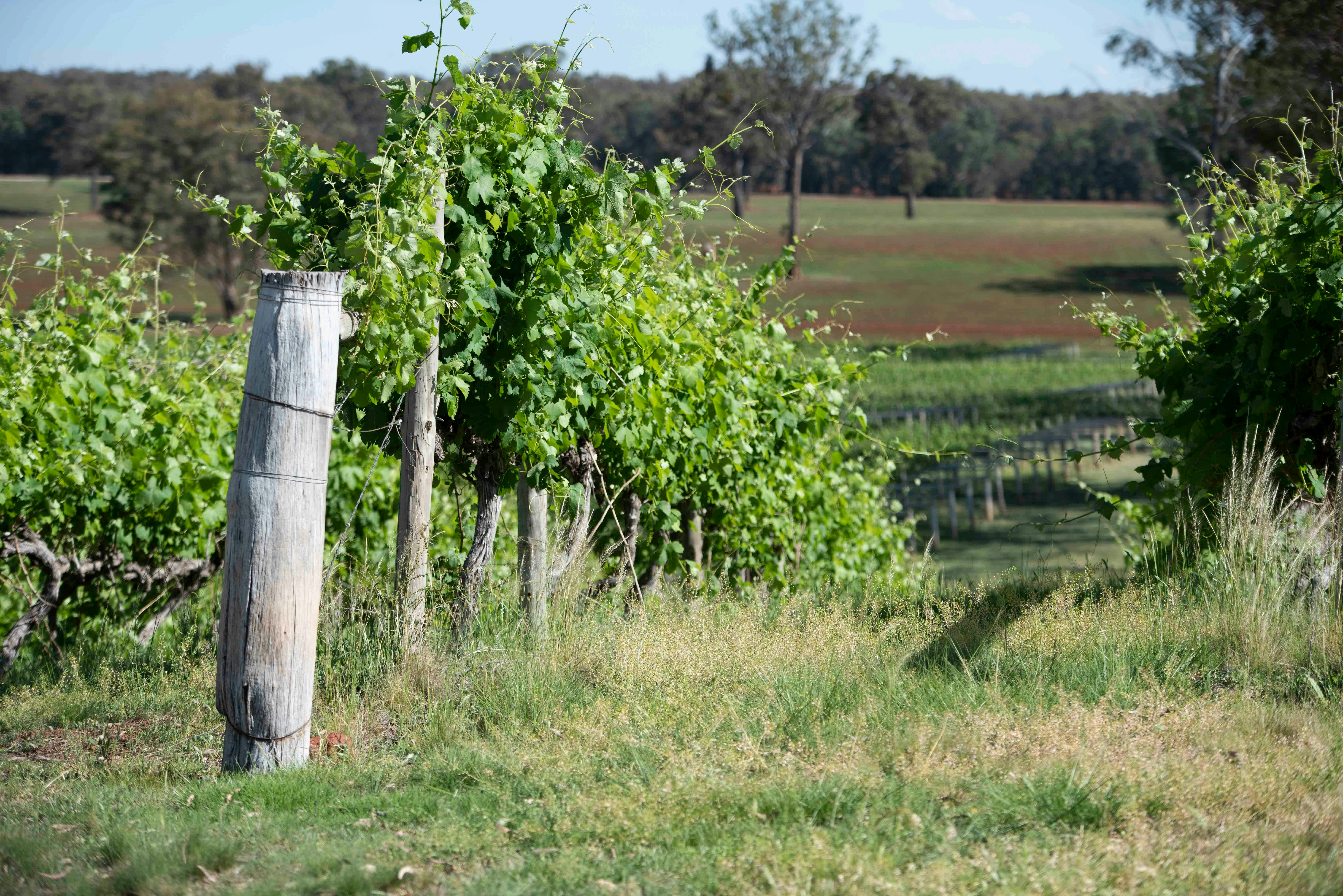 Tasting Topper's Mountain Wines with the Winemaker Jan Taborsky
