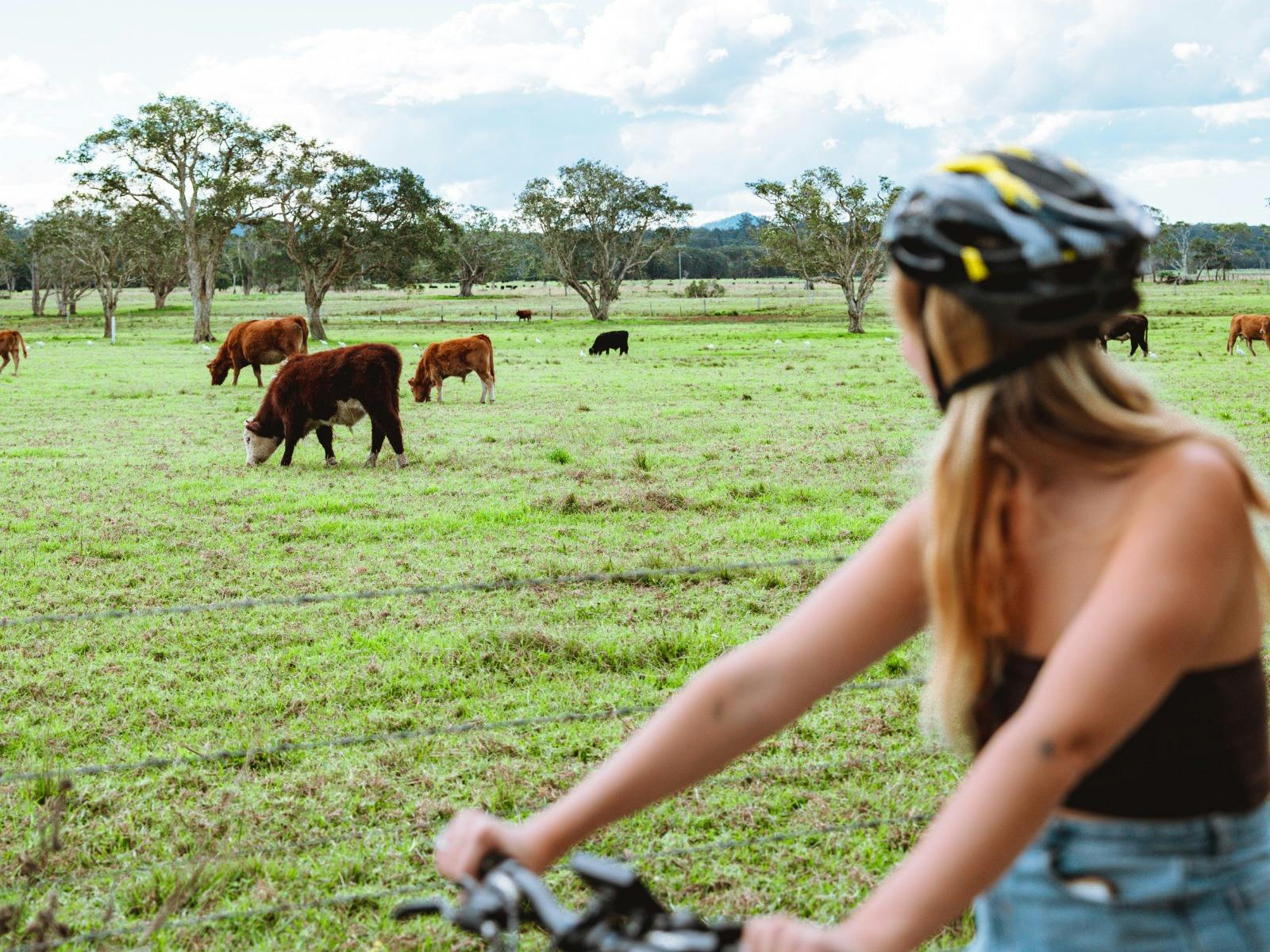 Stop and say Hi to the cows