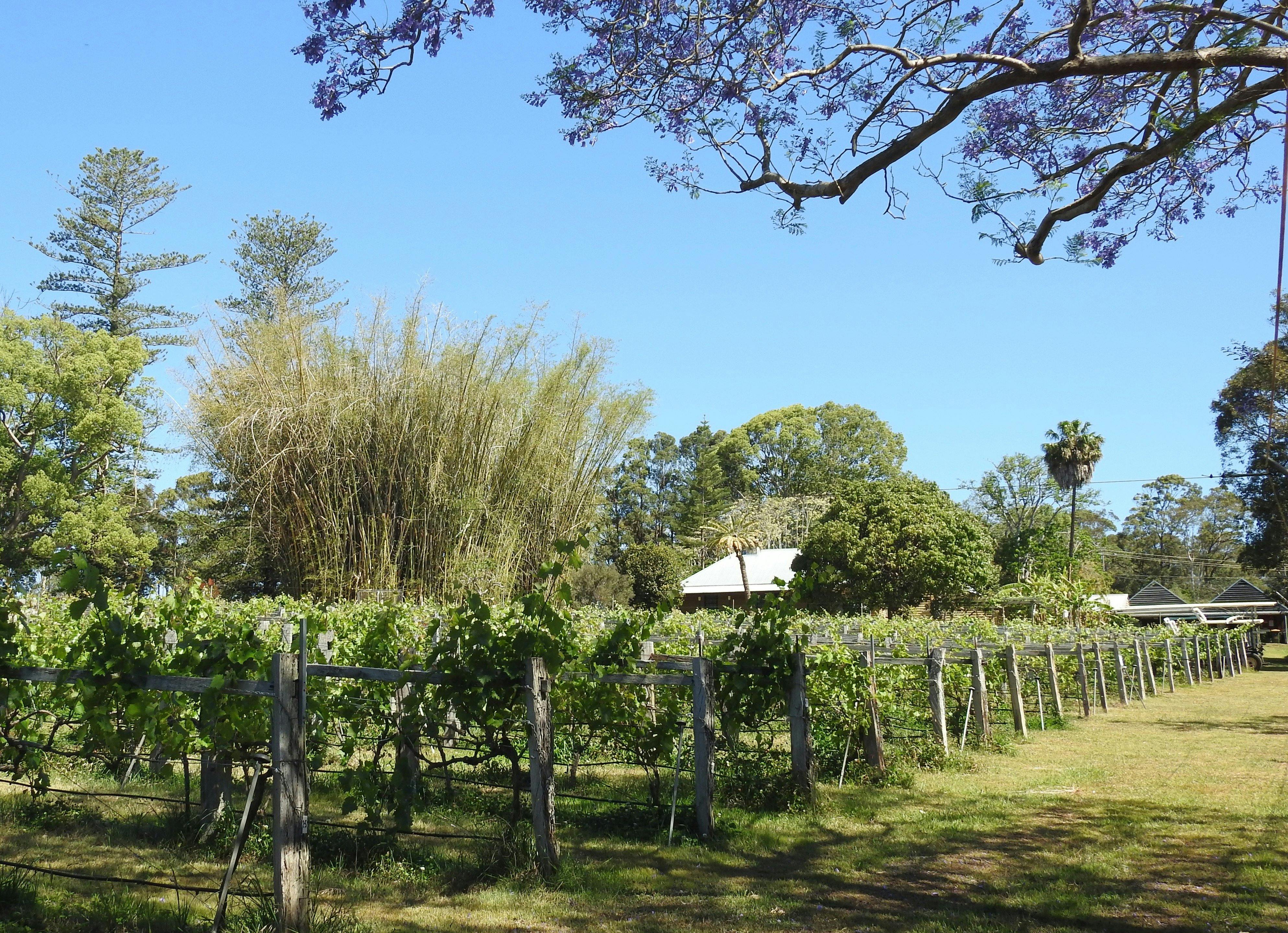 ブドウ園を越えて