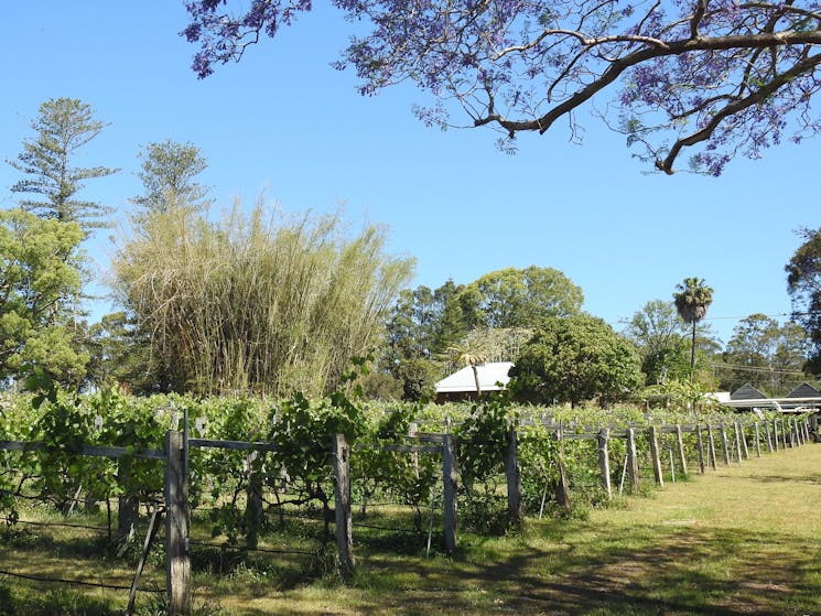 Across the Vineyard