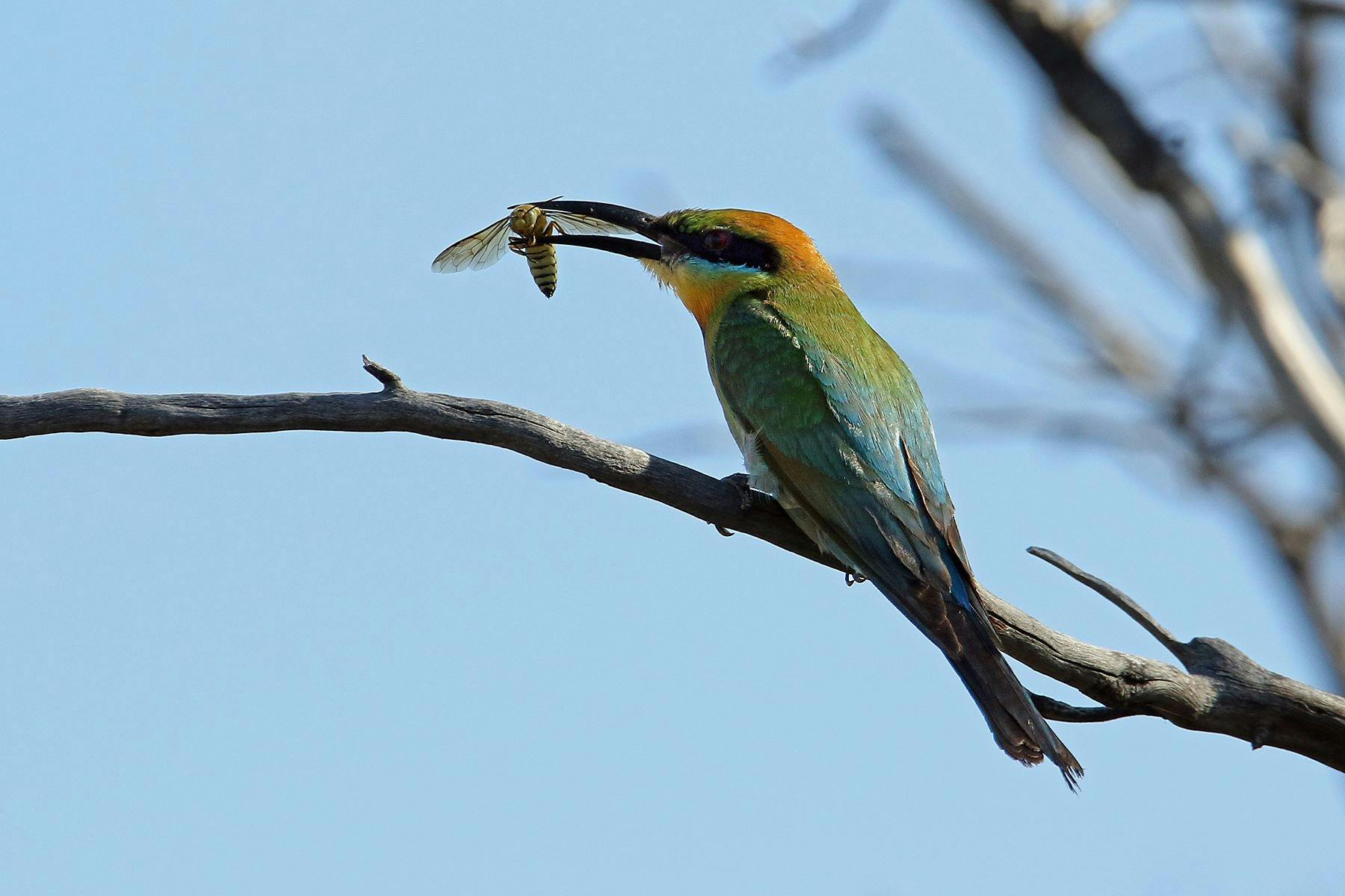 Rainbow bee eater