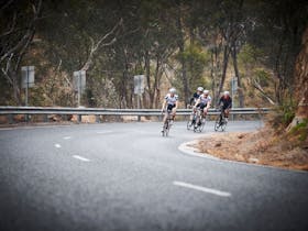 Cyclist on a mountainous road with gum trees in the background at the Warby Ovens National Park