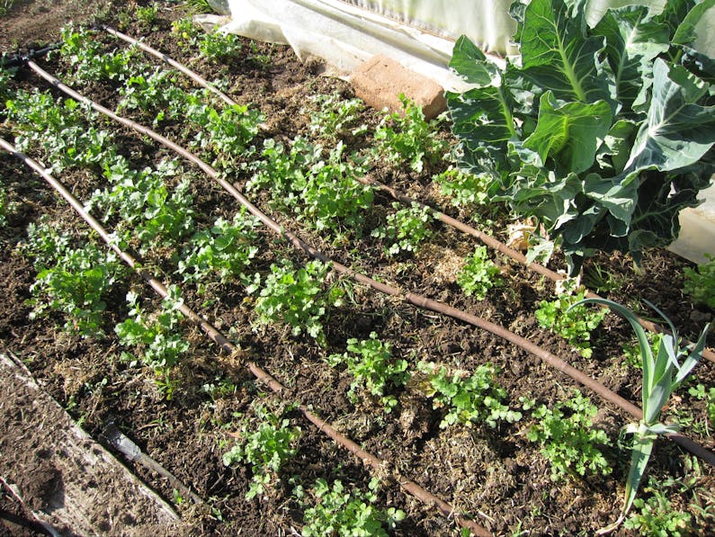 Image of the event 'Farm Tour of a unique micro farm in the town of Braidwood'