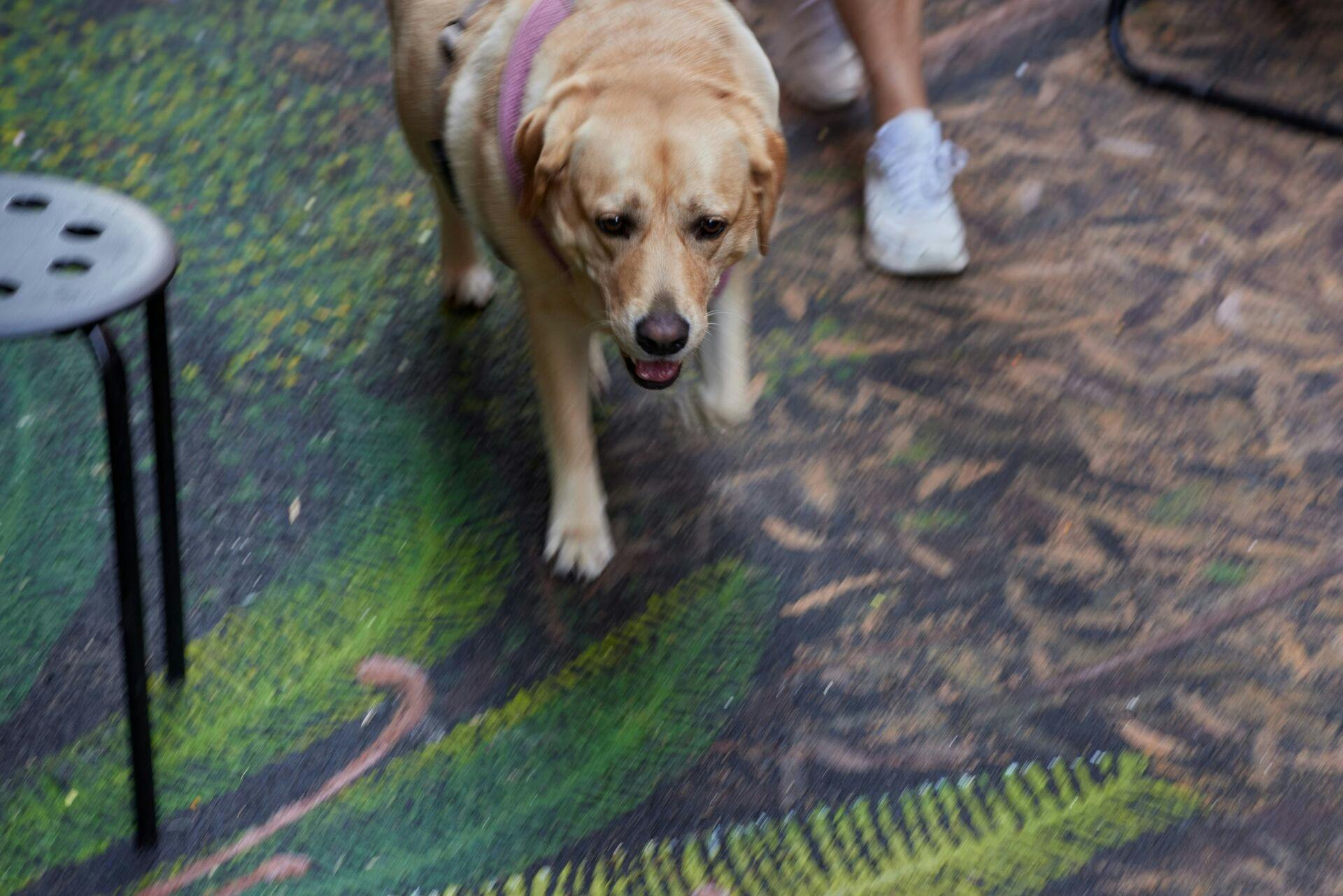 메이틀랜드의 잃어버린 삼나무 숲 공간 편집