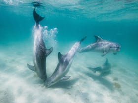 Under water view of wild dolphins on Sunset Charters dolphin swim tour in Coffin Bay, Eyre Peninsula