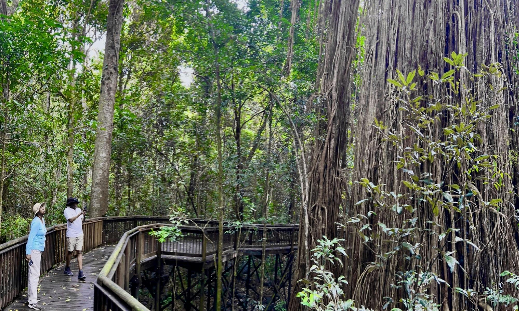 Blue Adventures is active planting trees vie Reforest to restore the incredible Mabi Forest