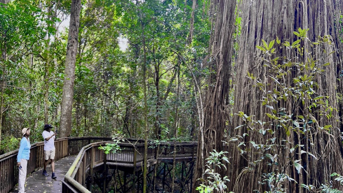 Blue Adventures is active planting trees vie Reforest to restore the incredible Mabi Forest