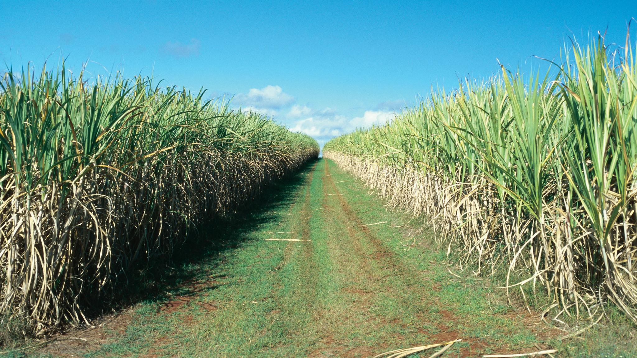 Cane Fields - Rural Area Cane Fields - Rural Area