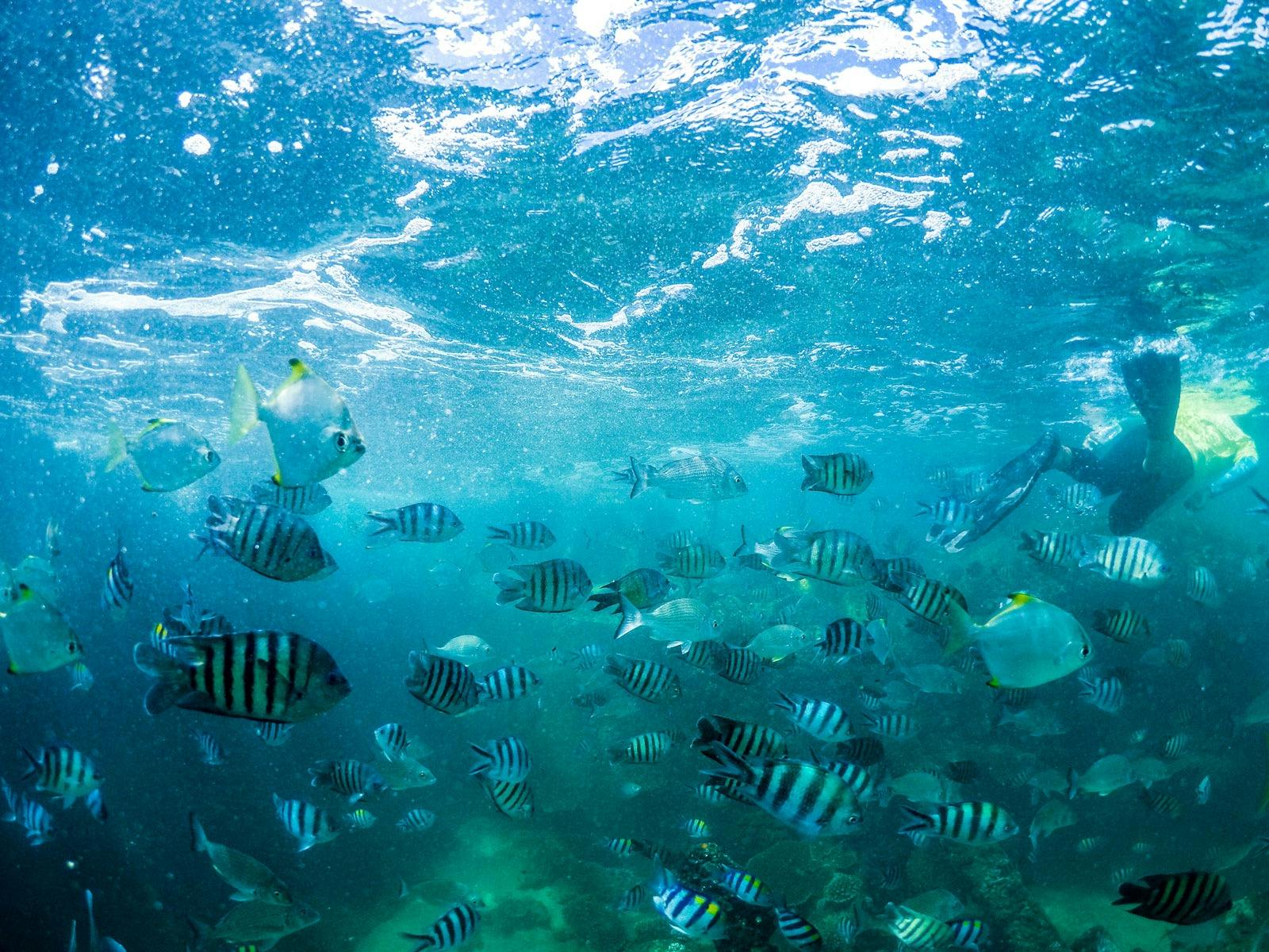 Snorkel the Wrecks Day Cruise