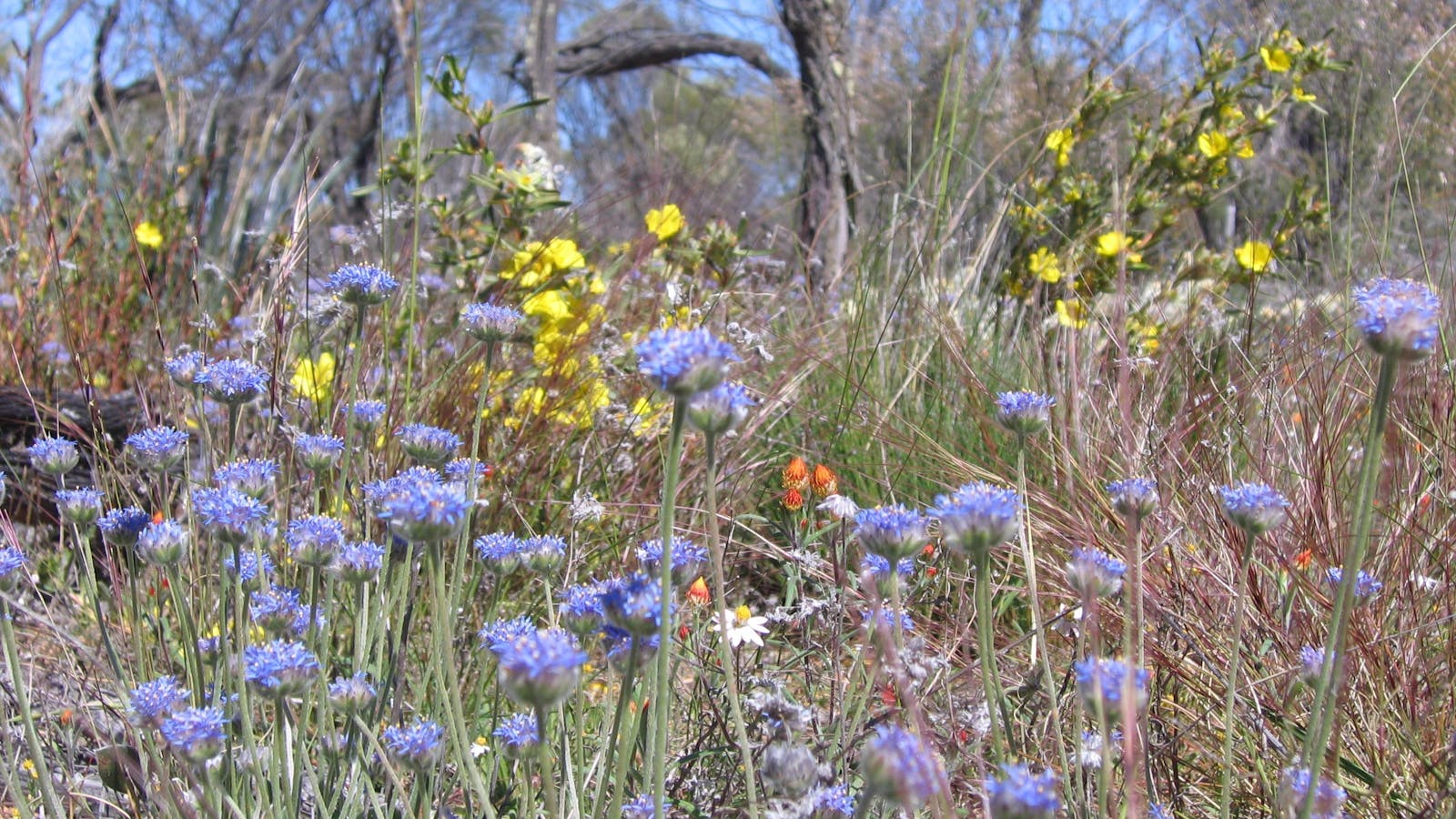 Totadgin Conservation Park