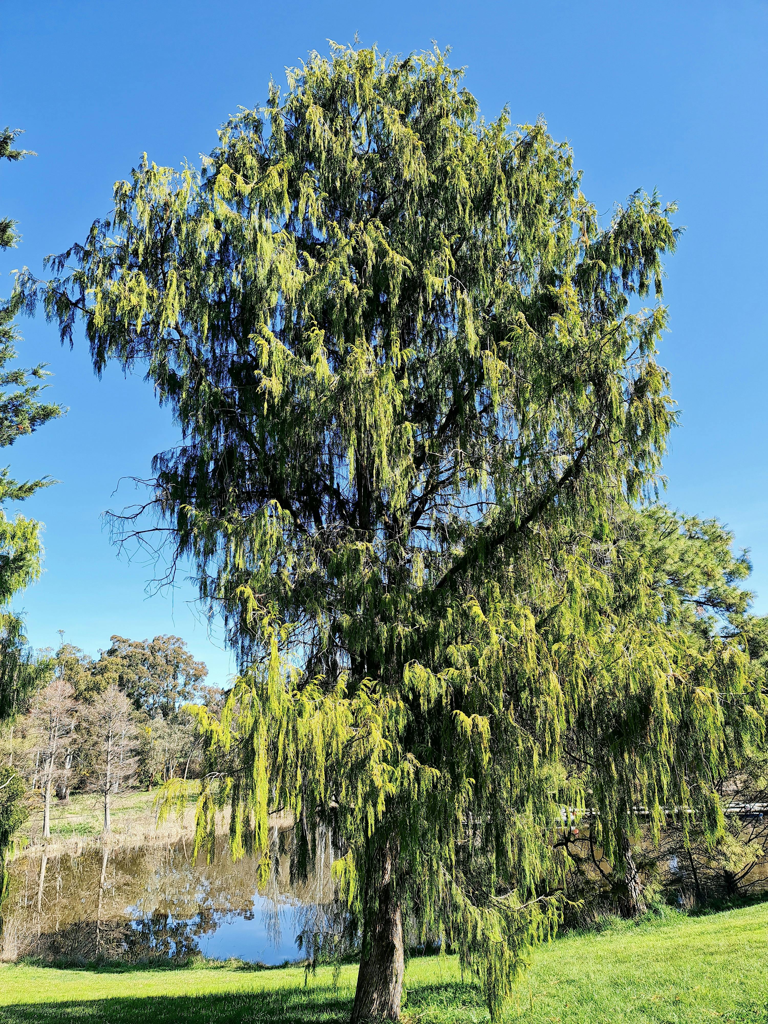 Weston planted trees at Nursery Bay
