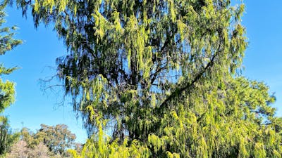 Weston planted trees at Nursery Bay