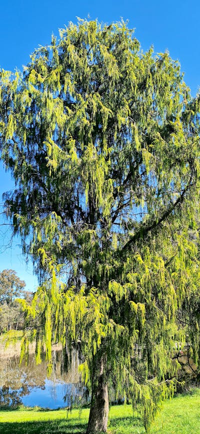 Weston planted trees at Nursery Bay