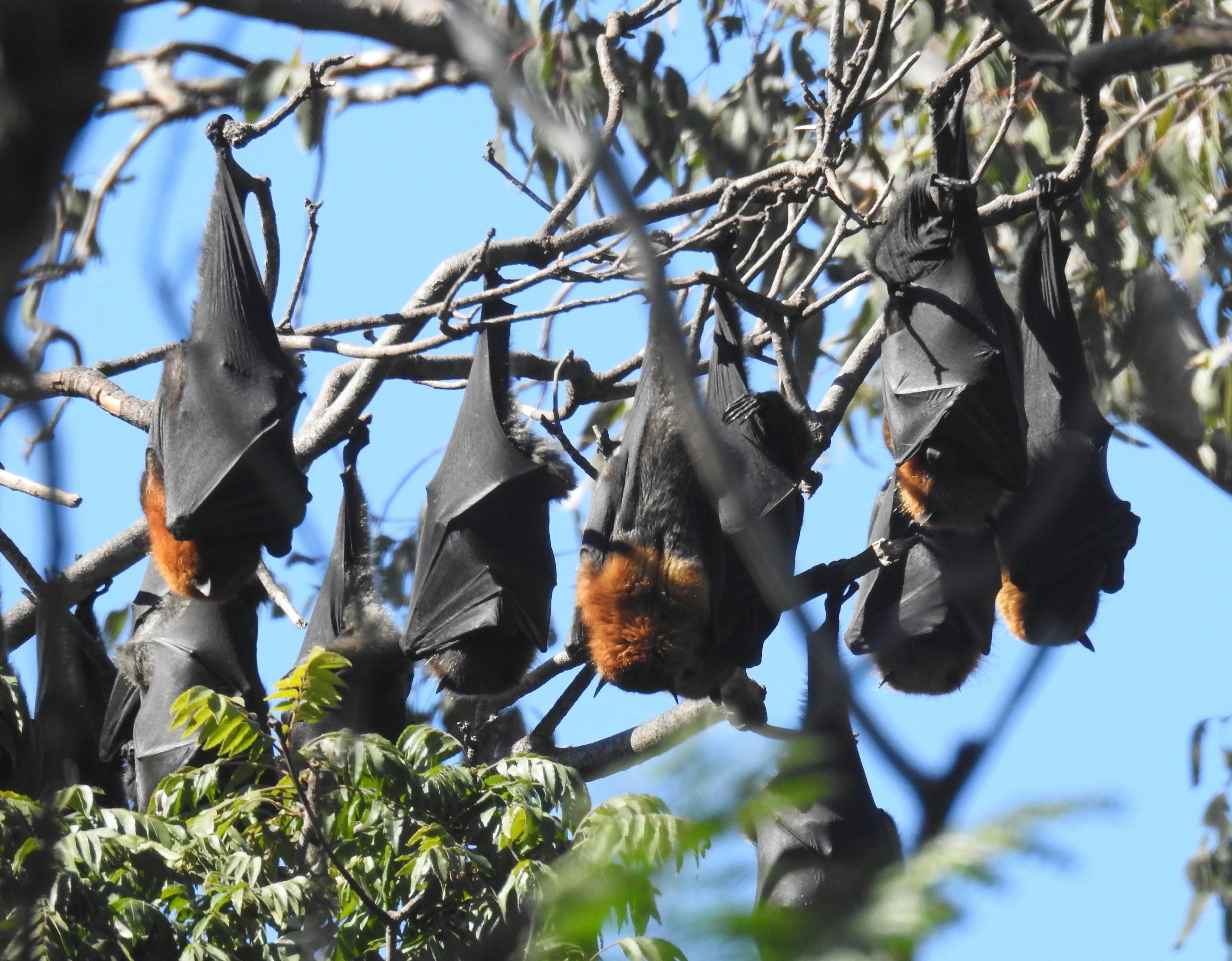grey-headed flying foxes (fruit bats) at Canungra
