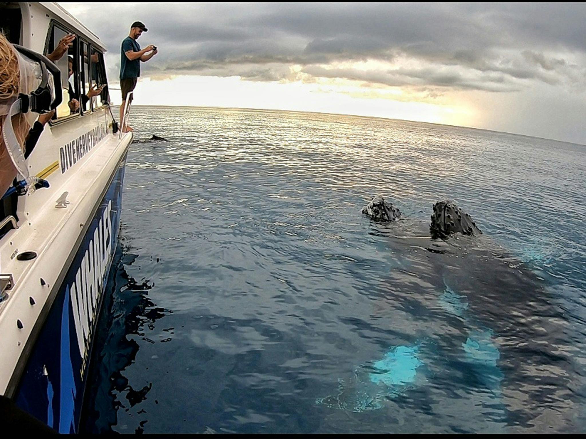 humpbacks mugging utopia