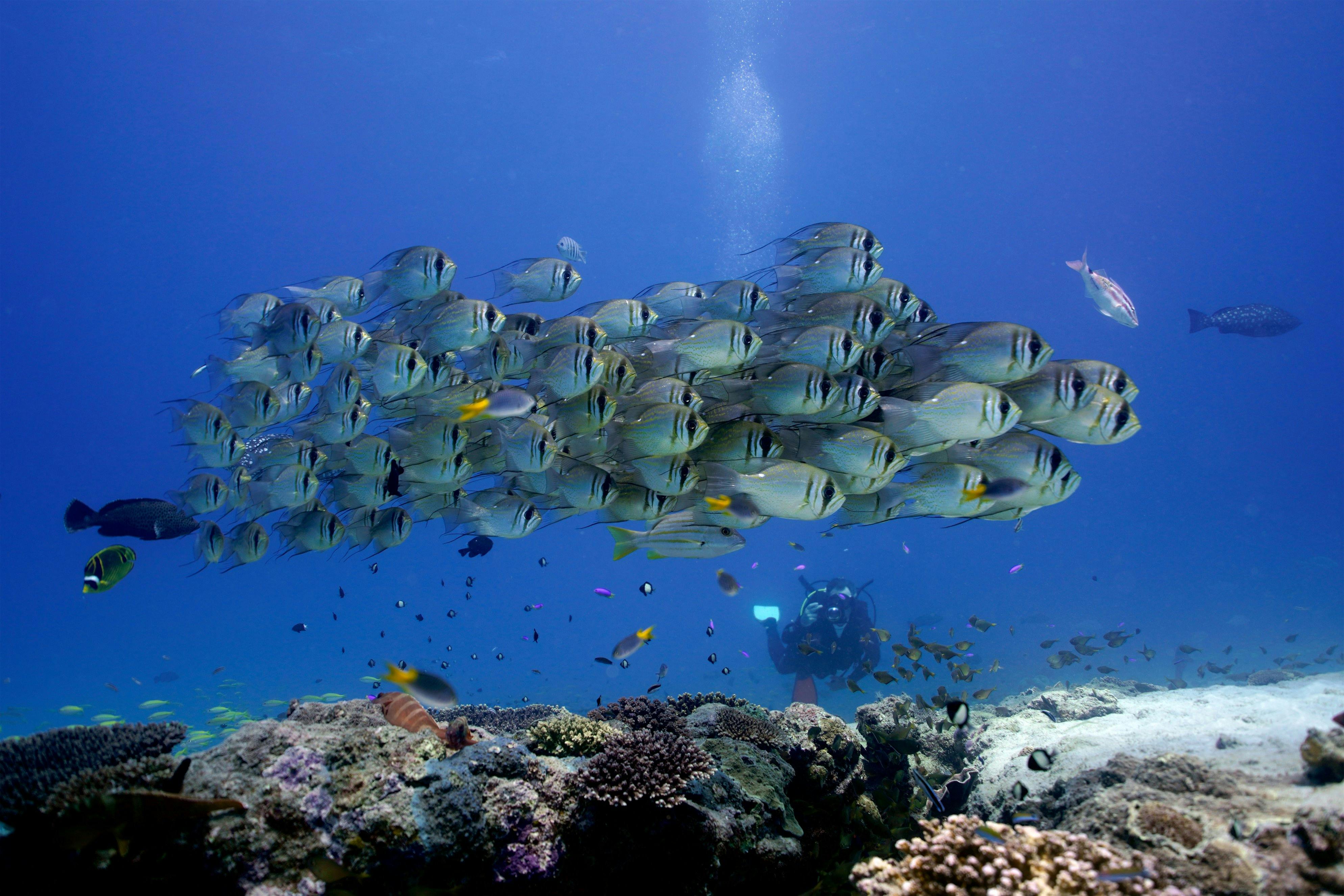 Exmouth Dive and Whalesharks Ningaloo, Exmouth, Western Australia