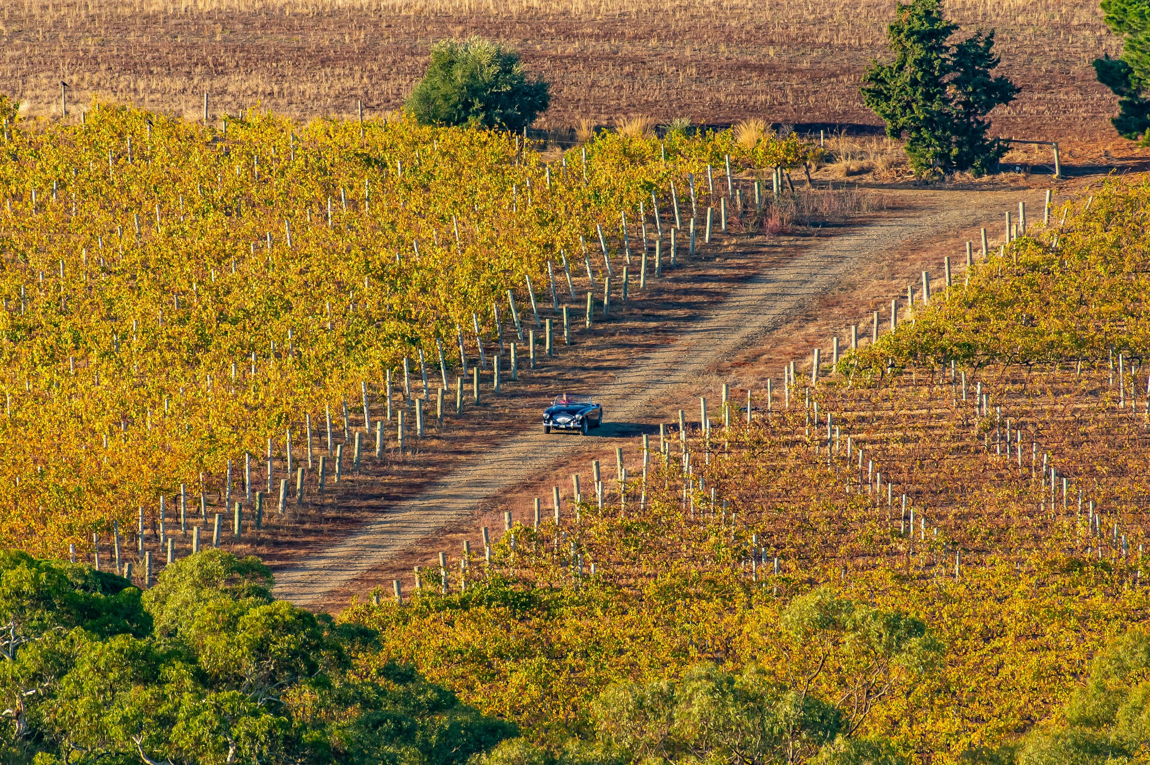Ox Hardy Wines