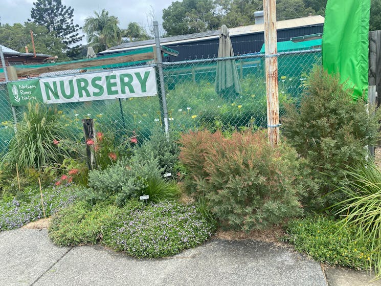 1 year old native garden planting