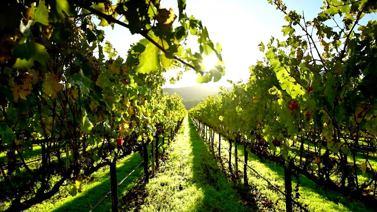 vineyard
