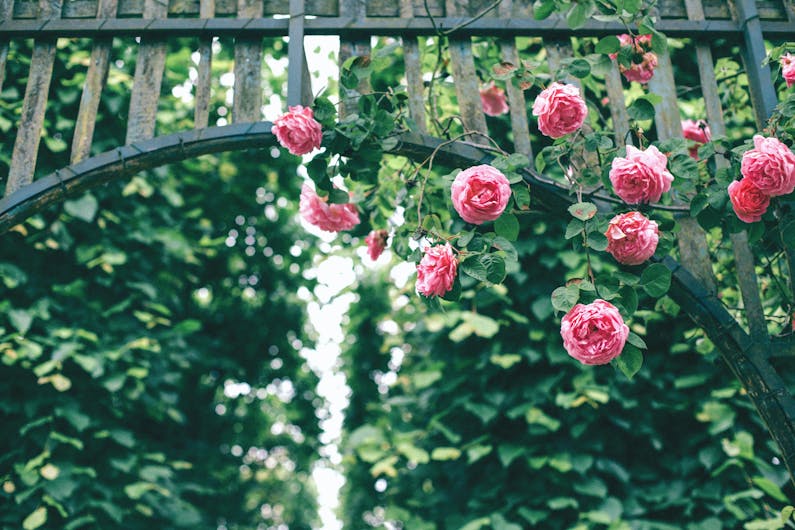 Image of the event 'Tambea Kitchen and Garden: Gardening Design and Detail'