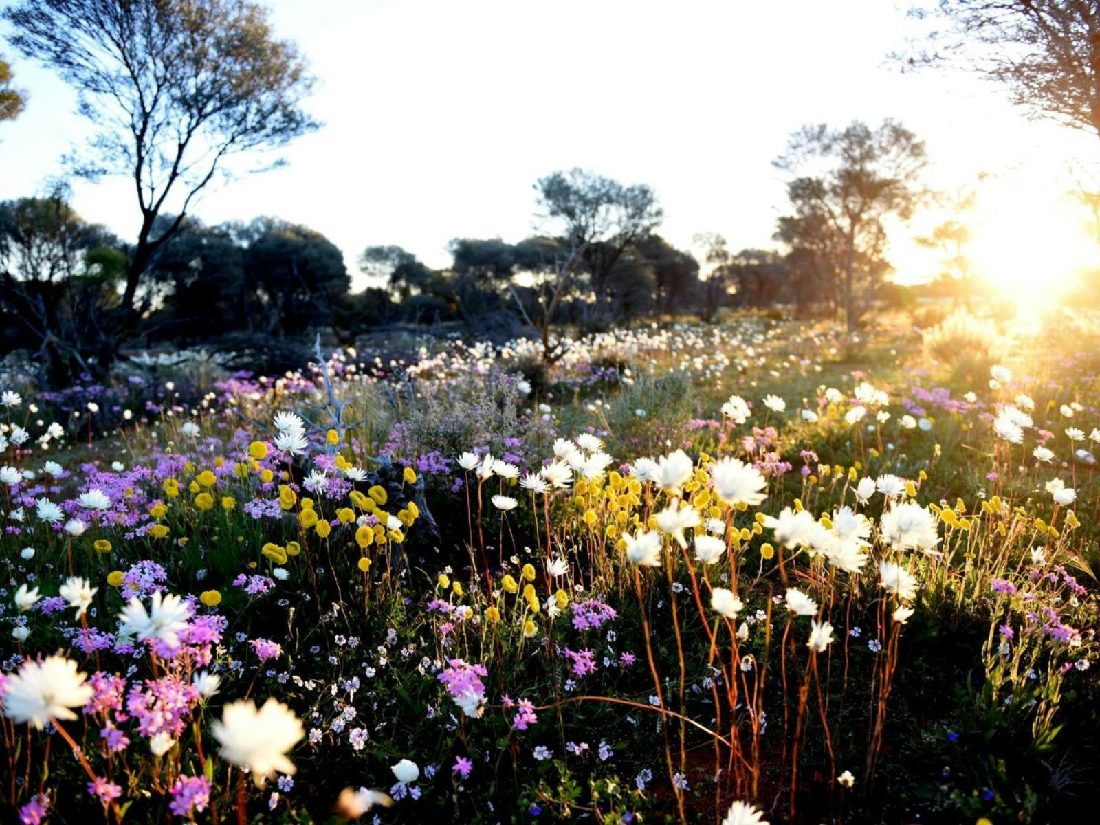 Wildflowers with sunrise.