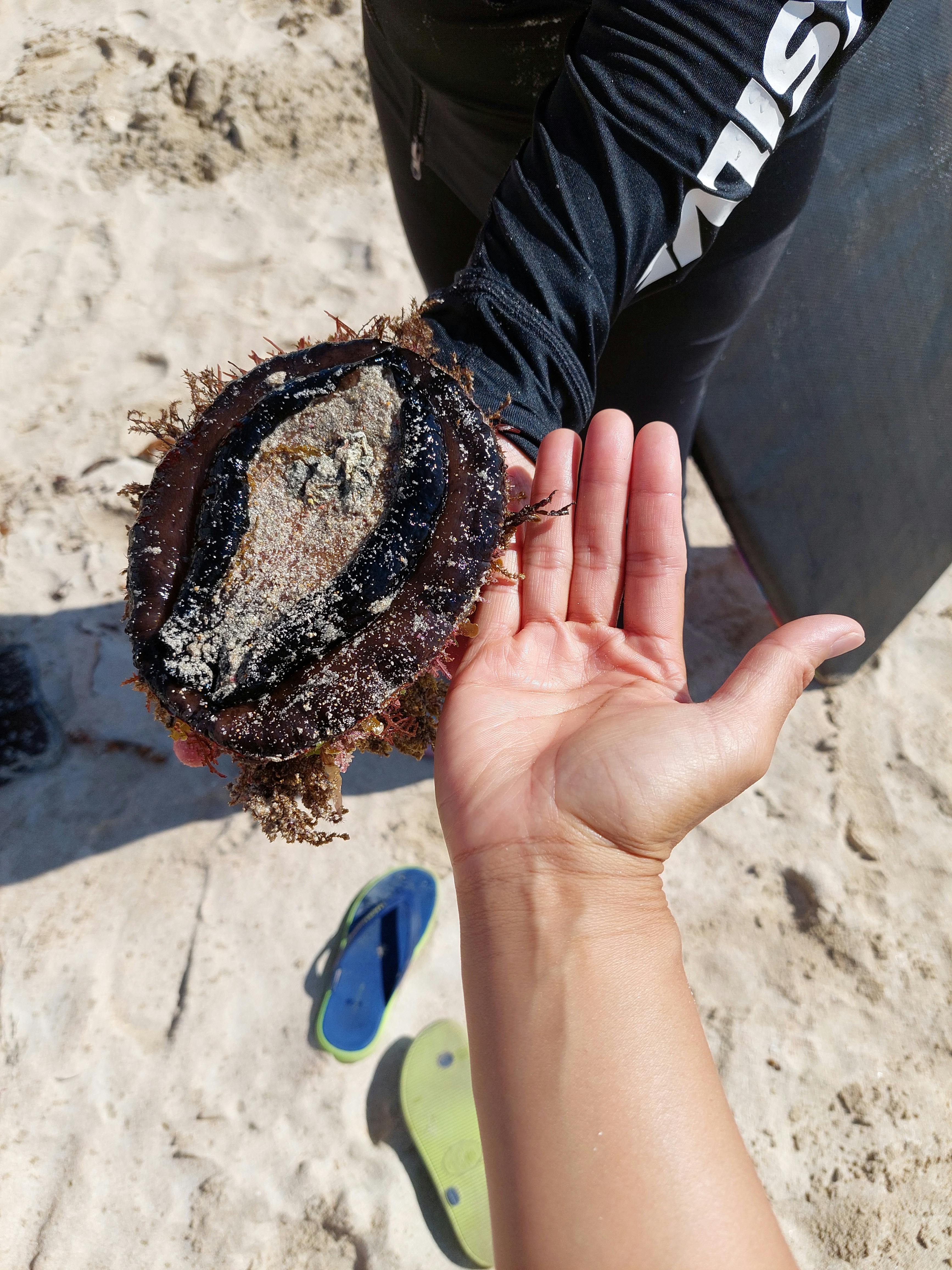 Giant Abalone Catch N Cook tour
