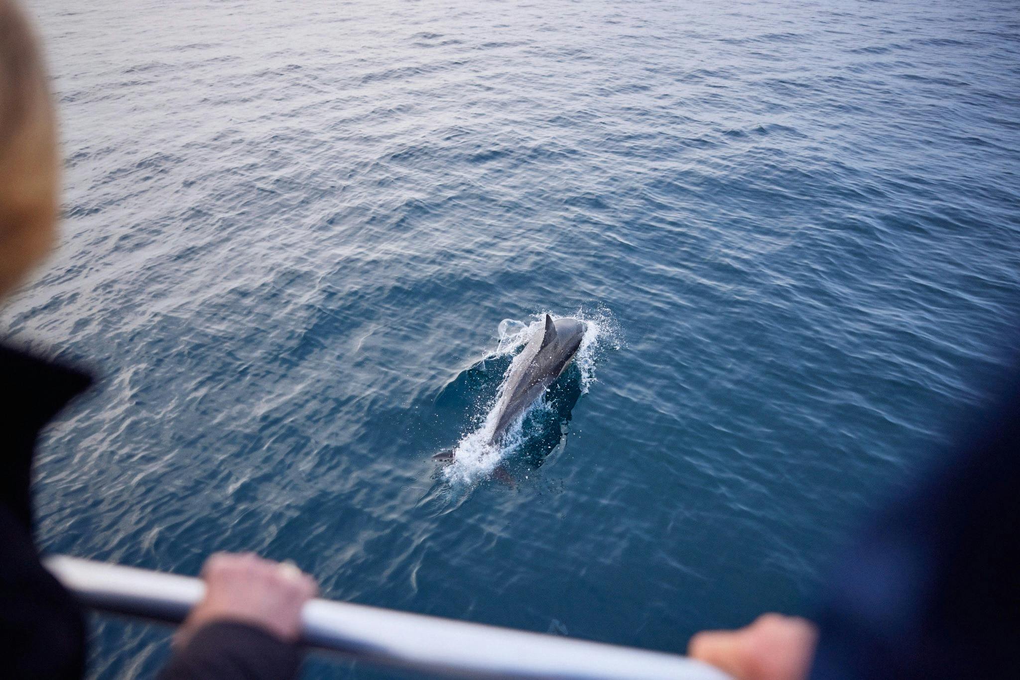 Cat Balou Cruises, Eden