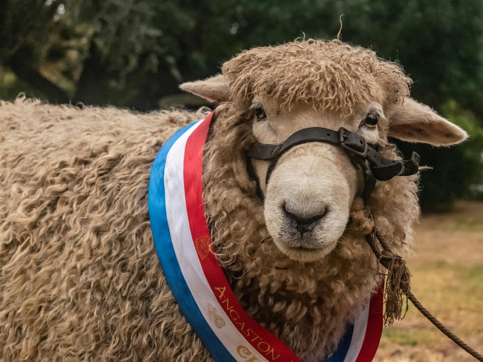 Award Winning Sheep at the Angaston Show