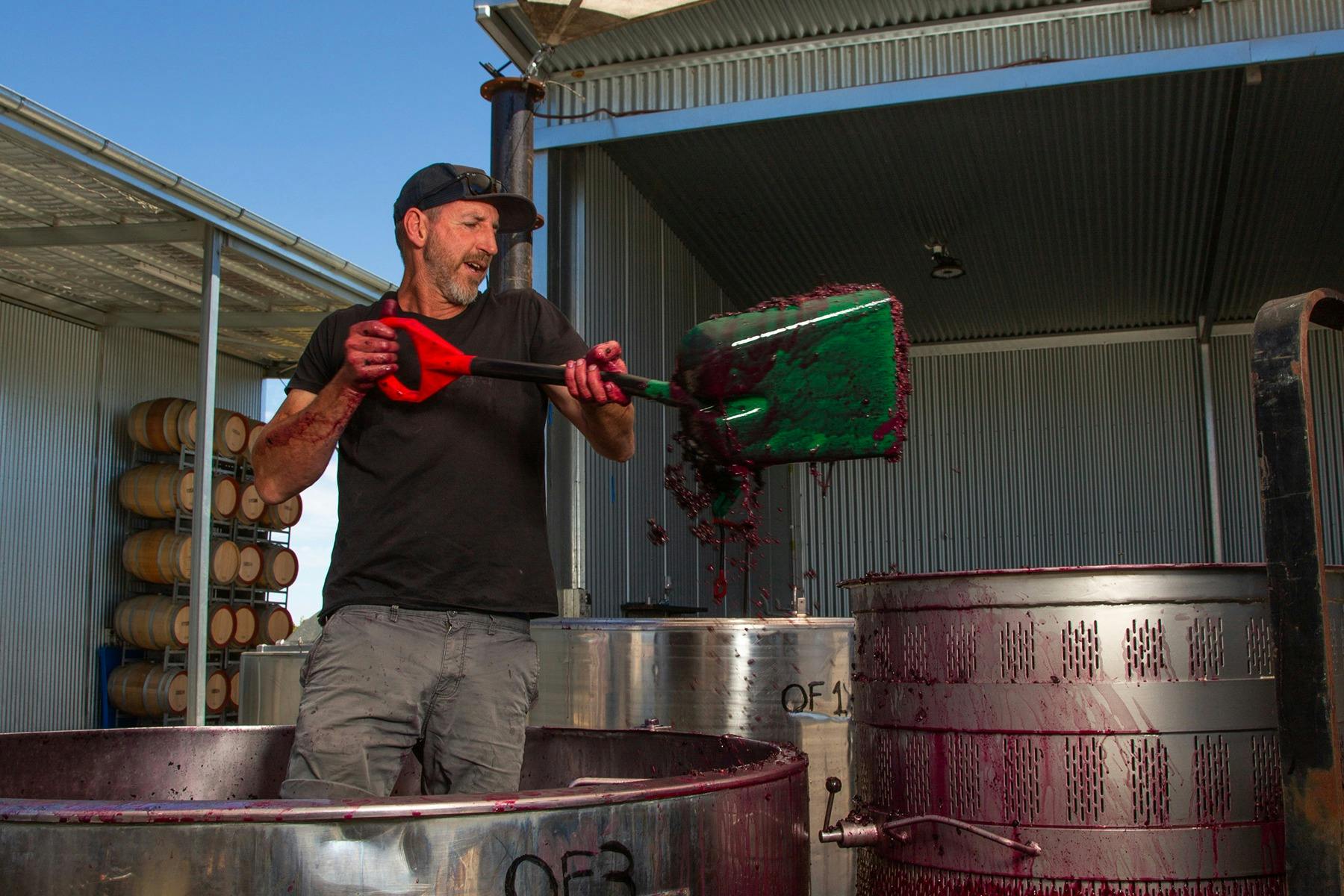 Winemaker Adam Fiegert digging out shiraz fruit by hand with a shovel.