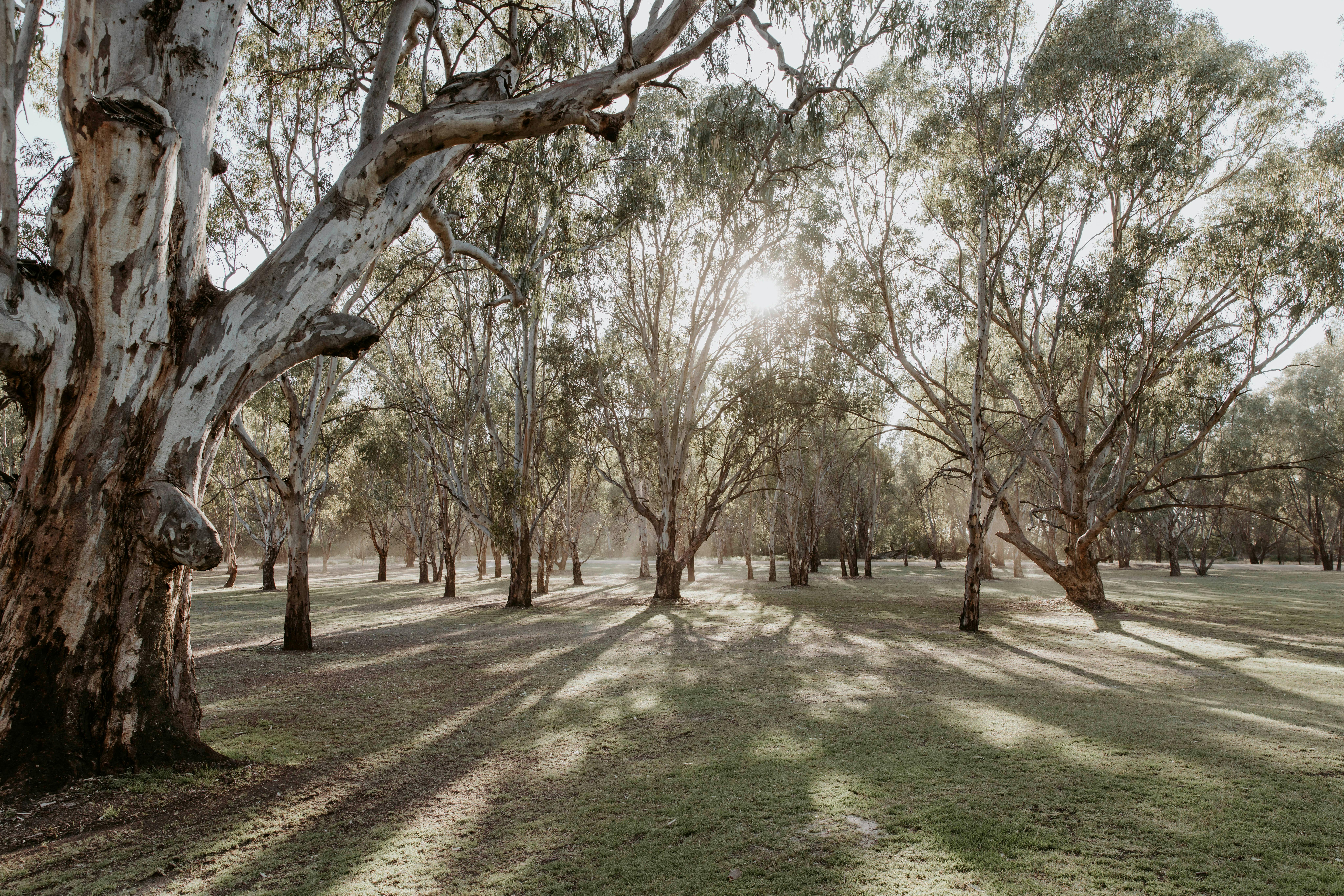 The sun setting through the gumtrees at The Paddock at Ulupna